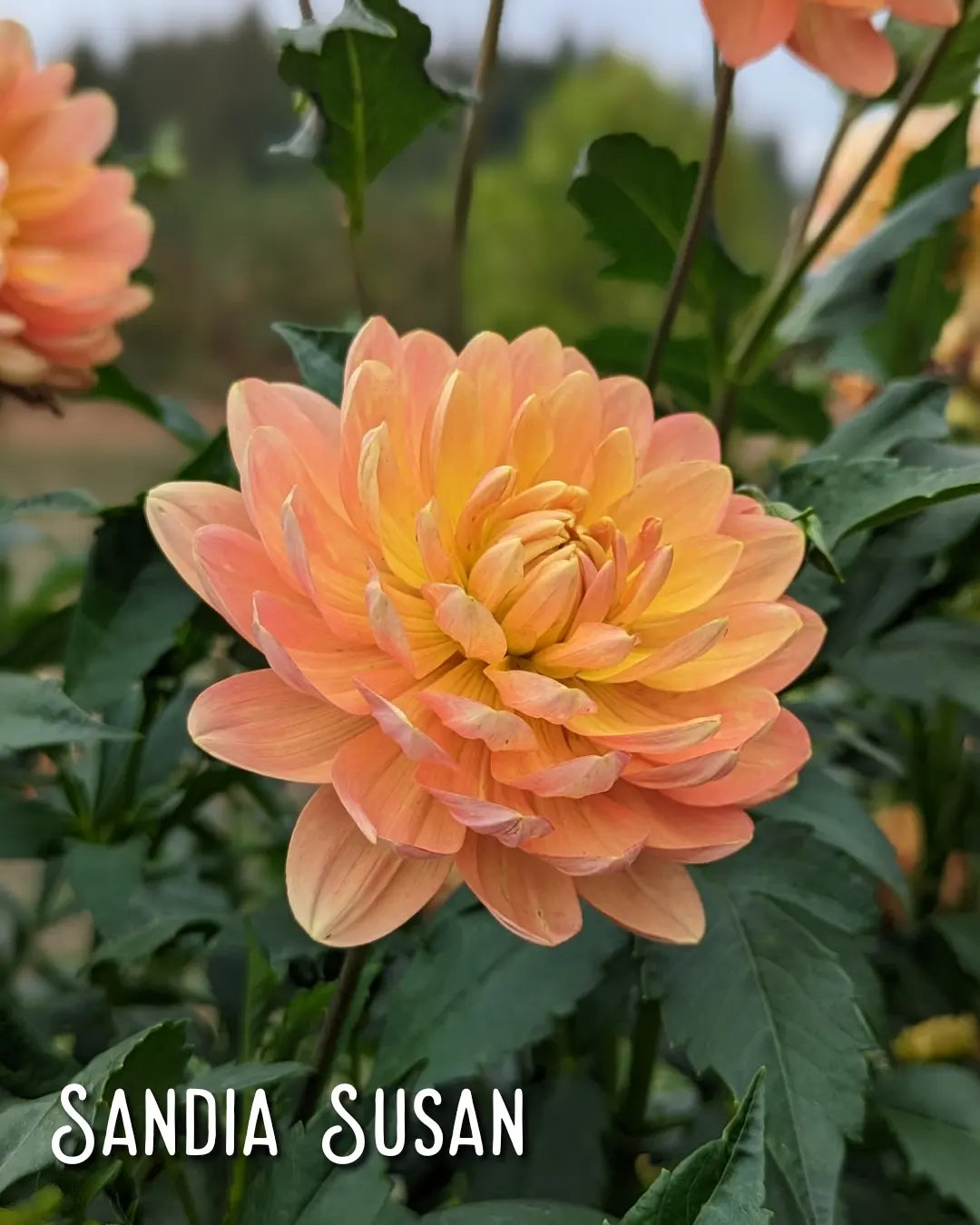 Sandia Susan