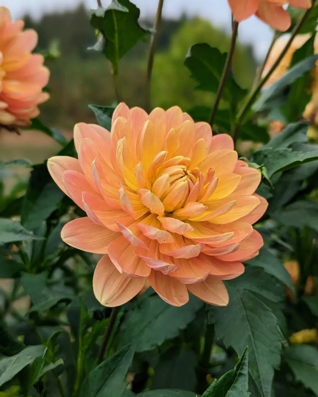 Sandia Susan Dahlia Seed