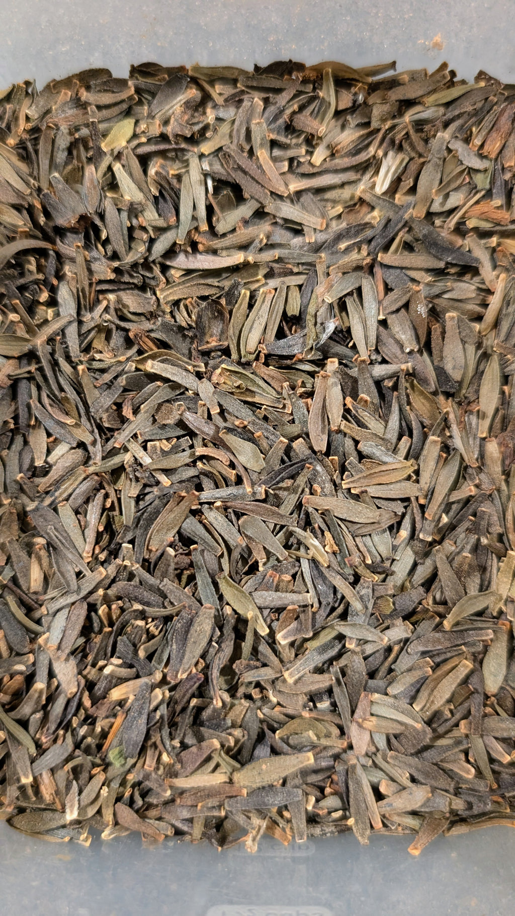 Mixed Dahlia Seeds