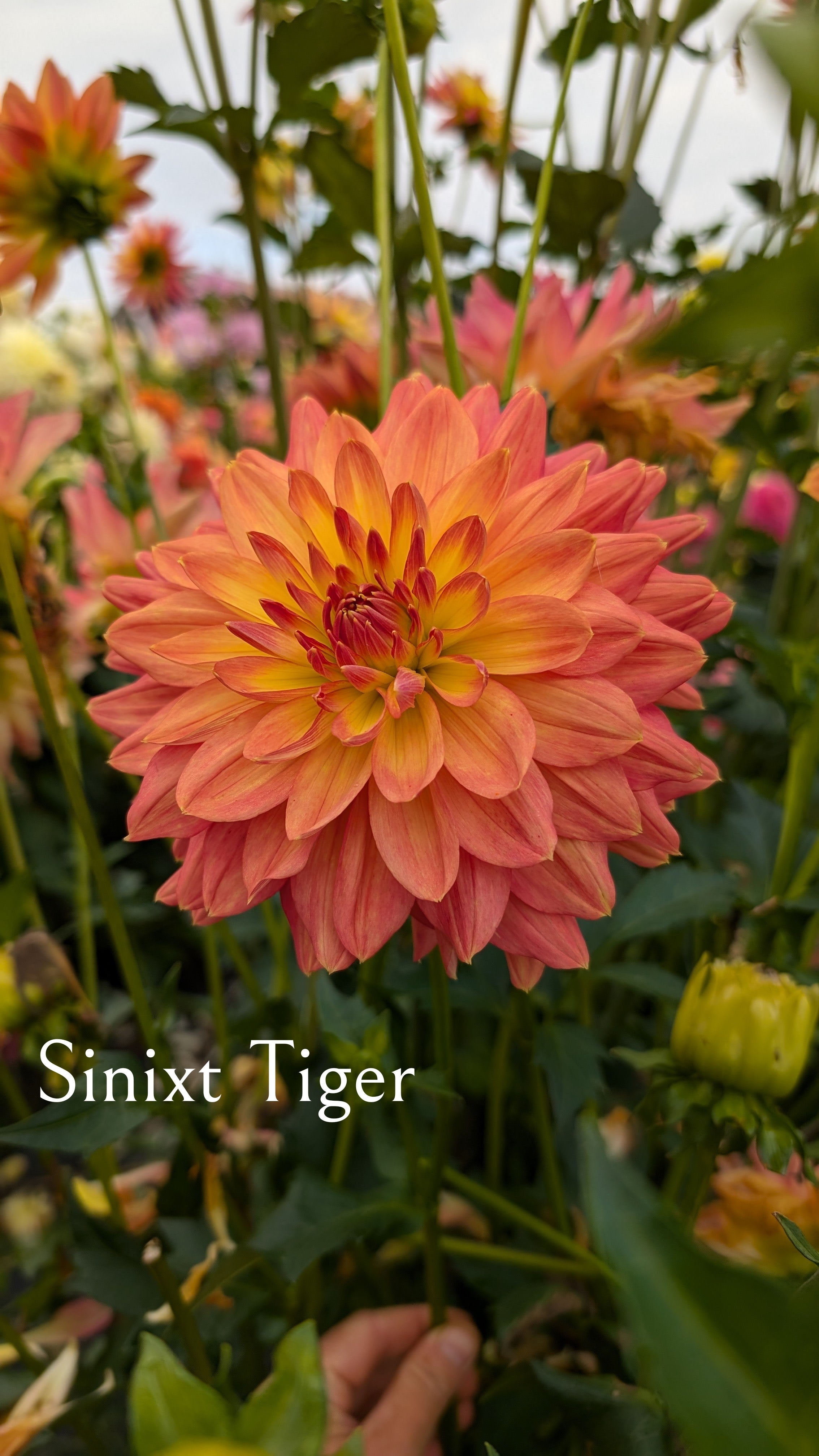 Sinixit Tiger