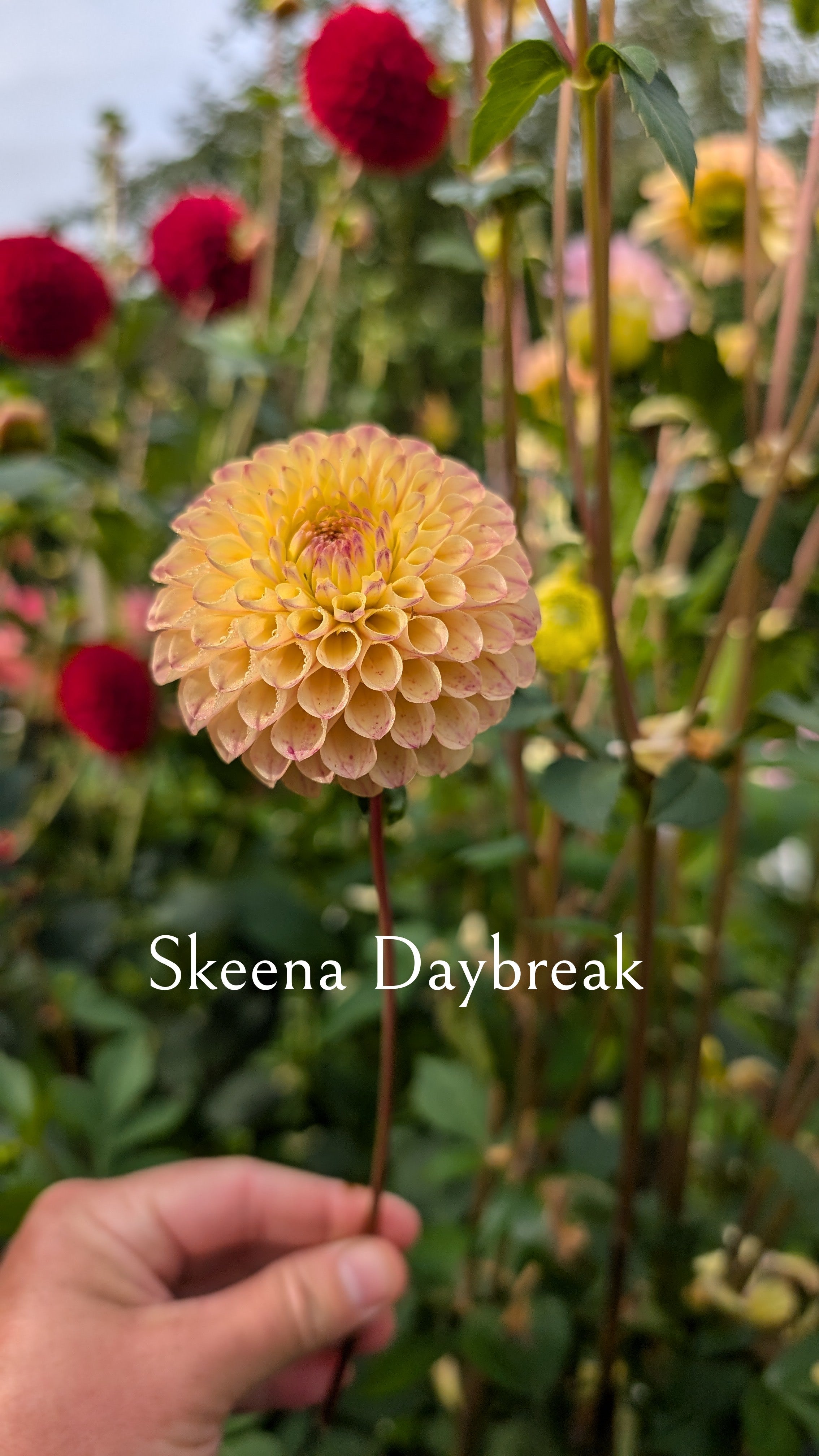 Skeena Daybreak