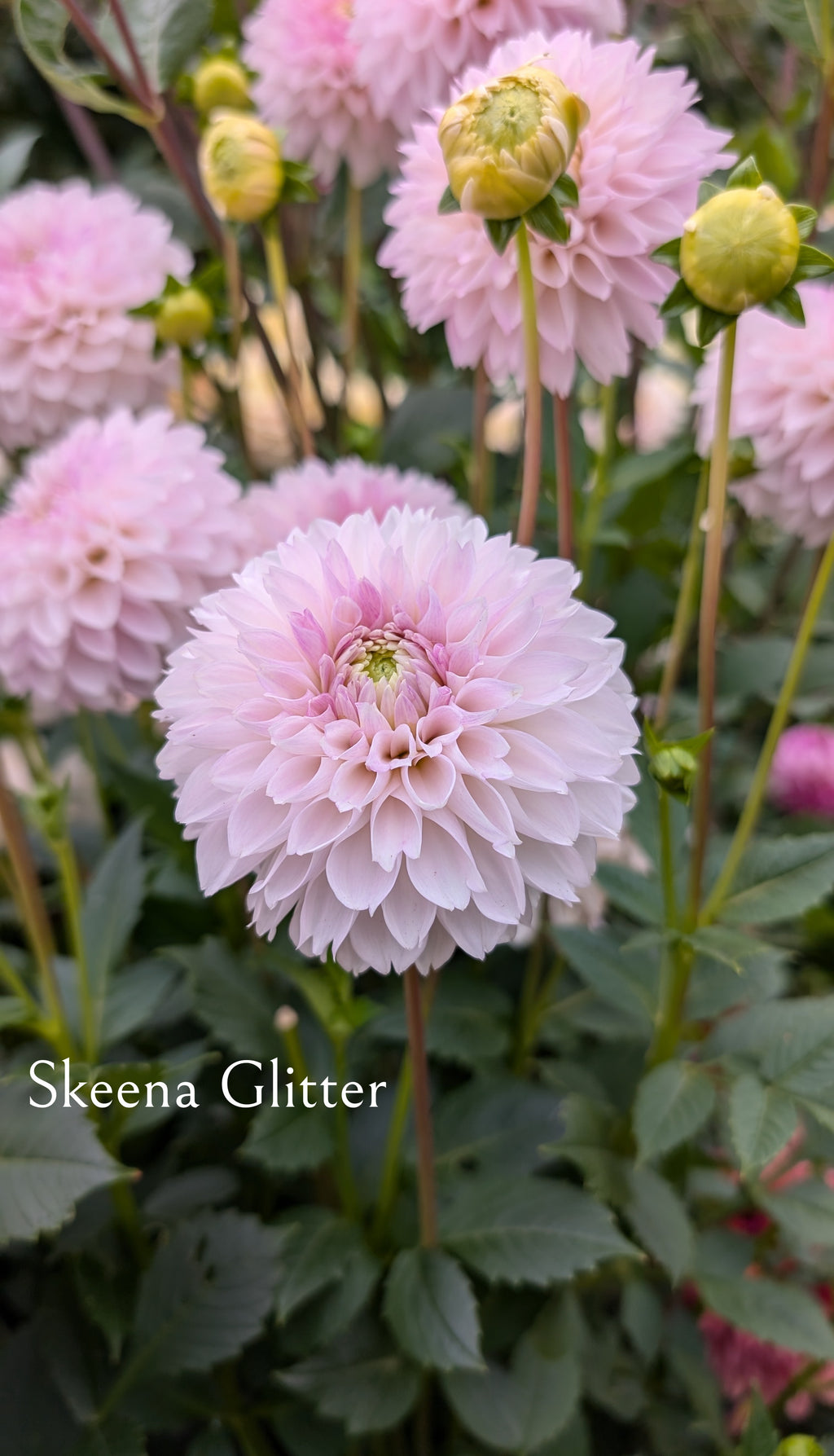 Skeena Glitter