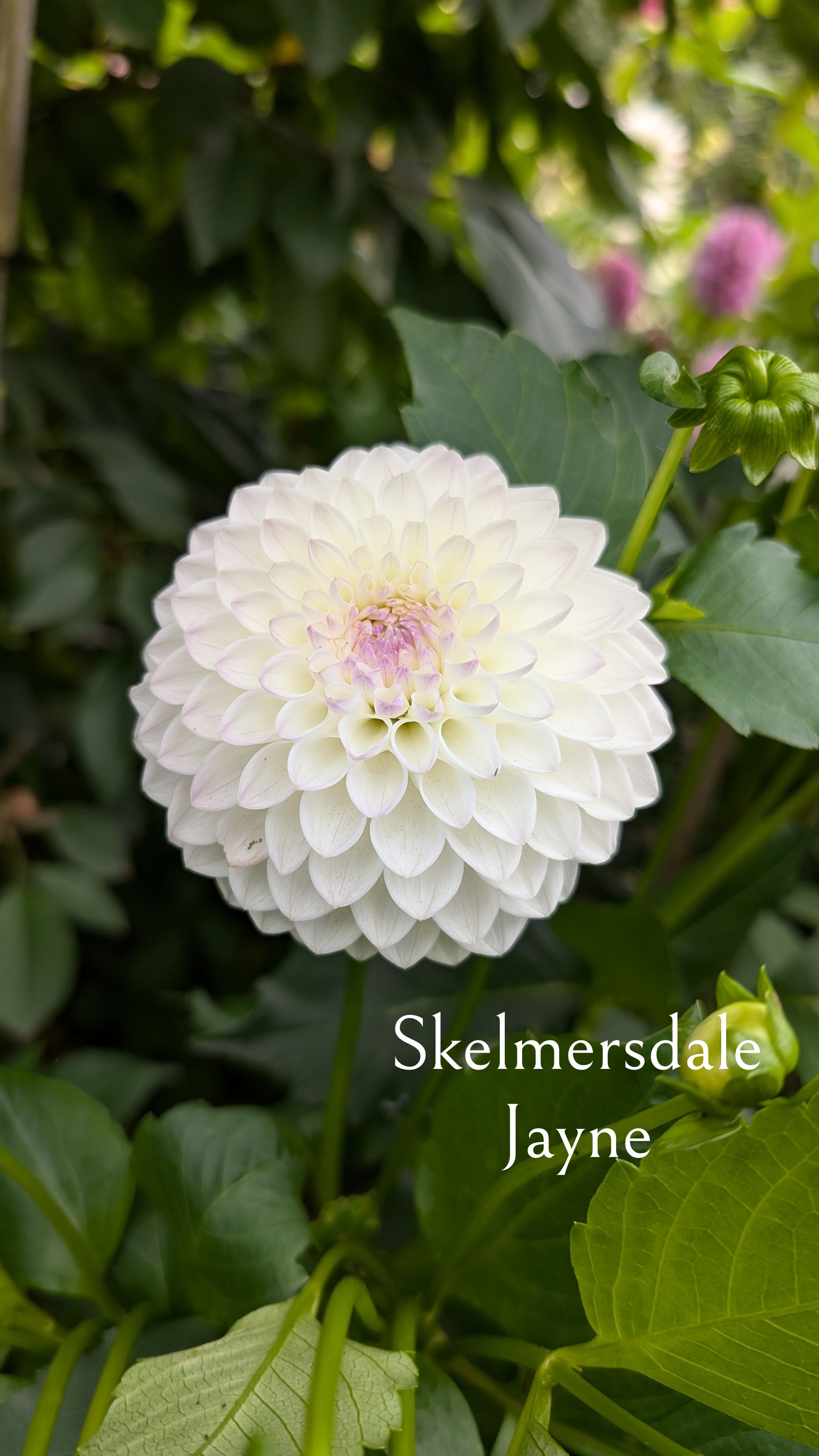 Skelmersdale Jayne