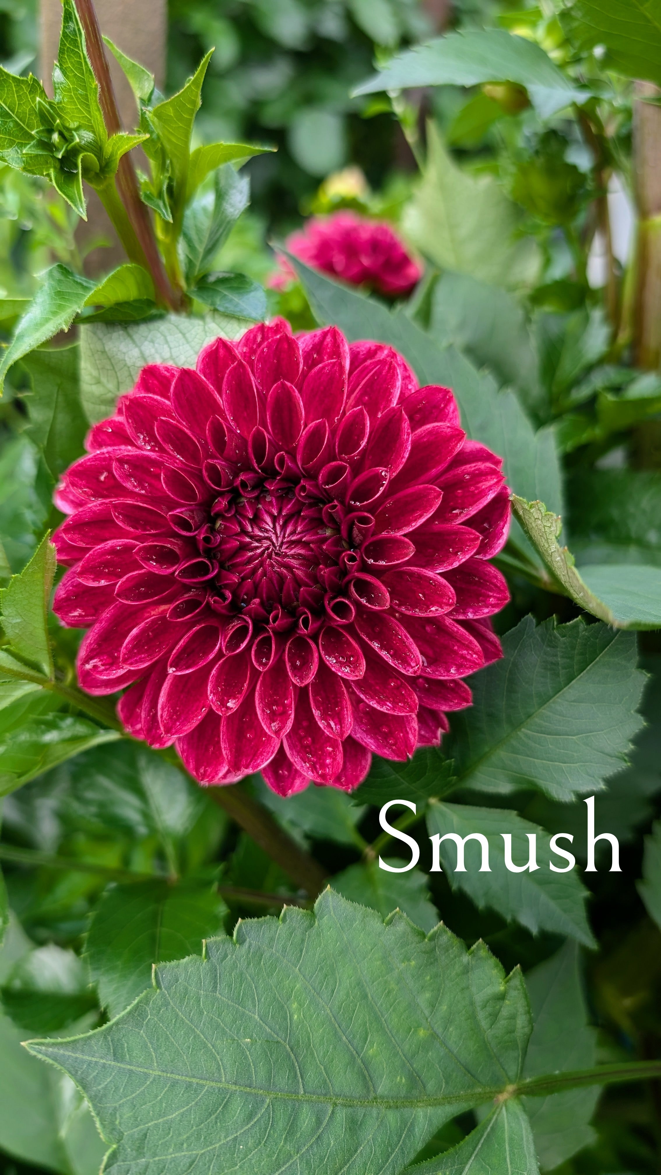 Smush