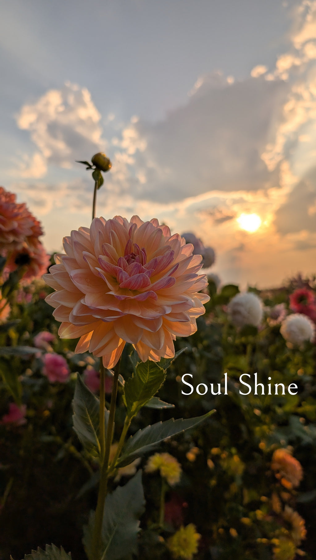 Soul Shine