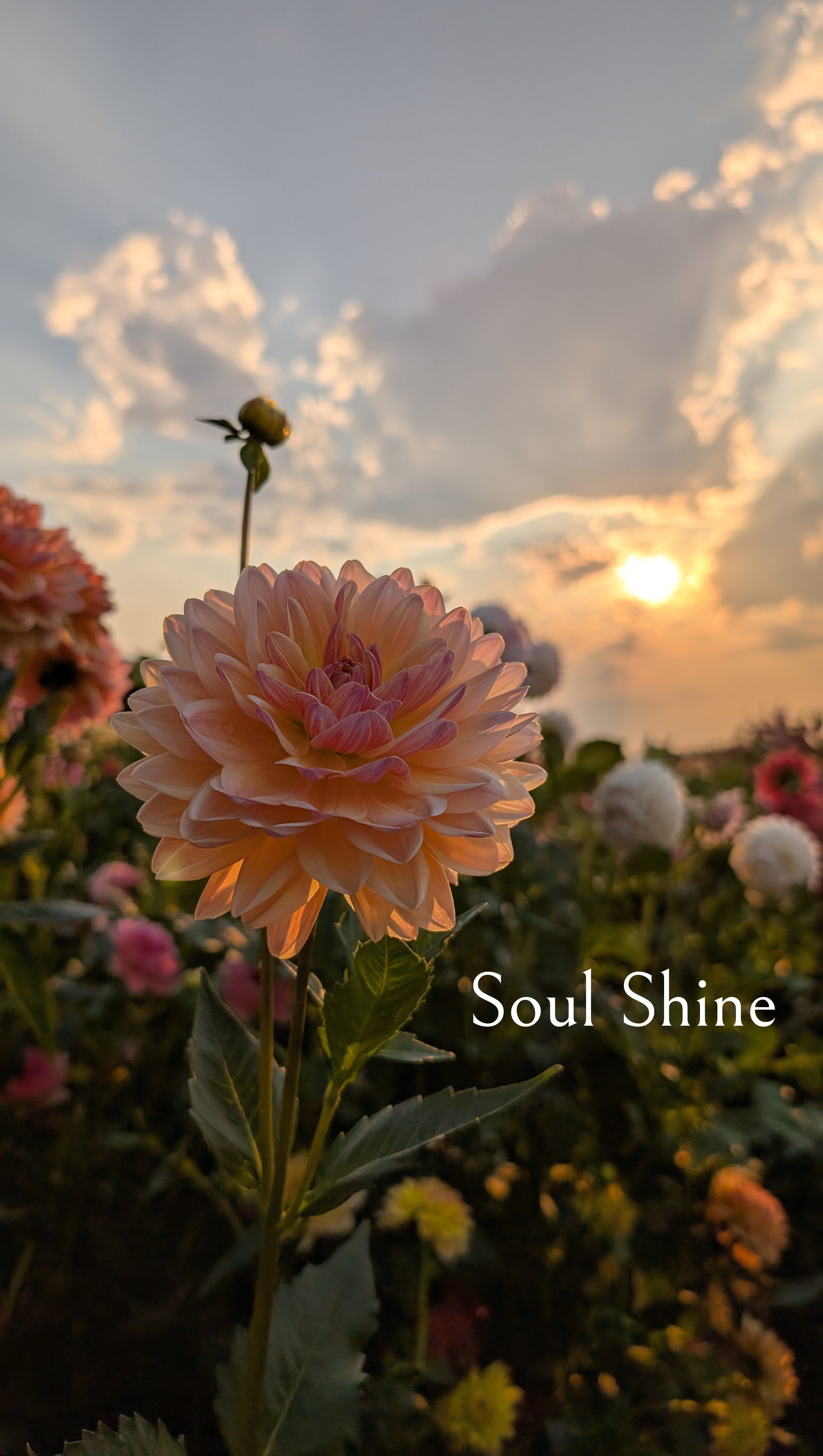Soul Shine