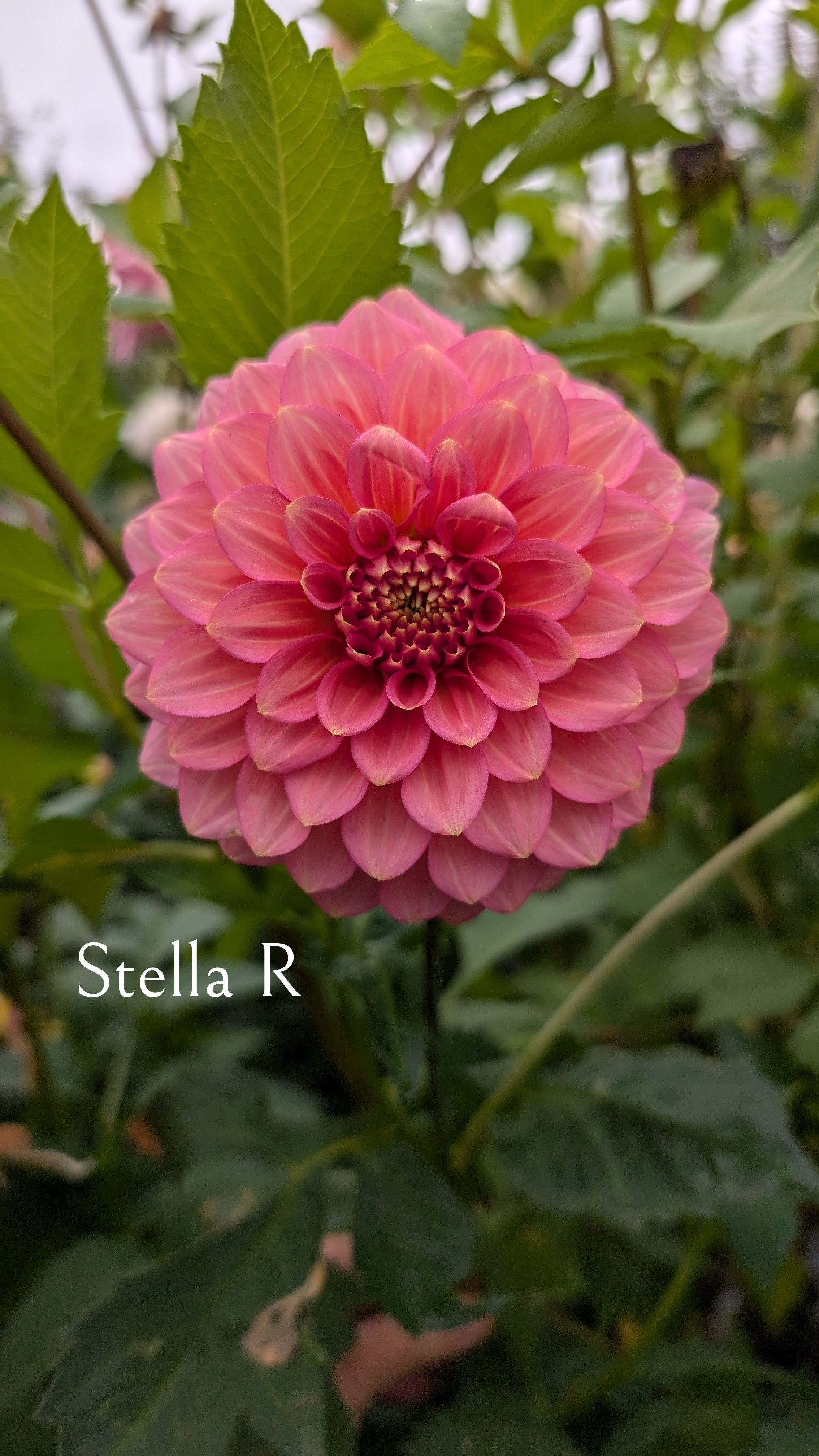 Stella R