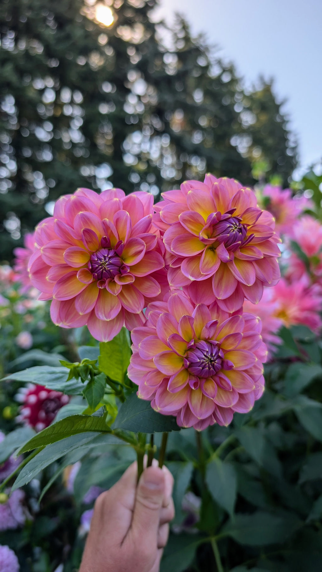 Sunny Rose