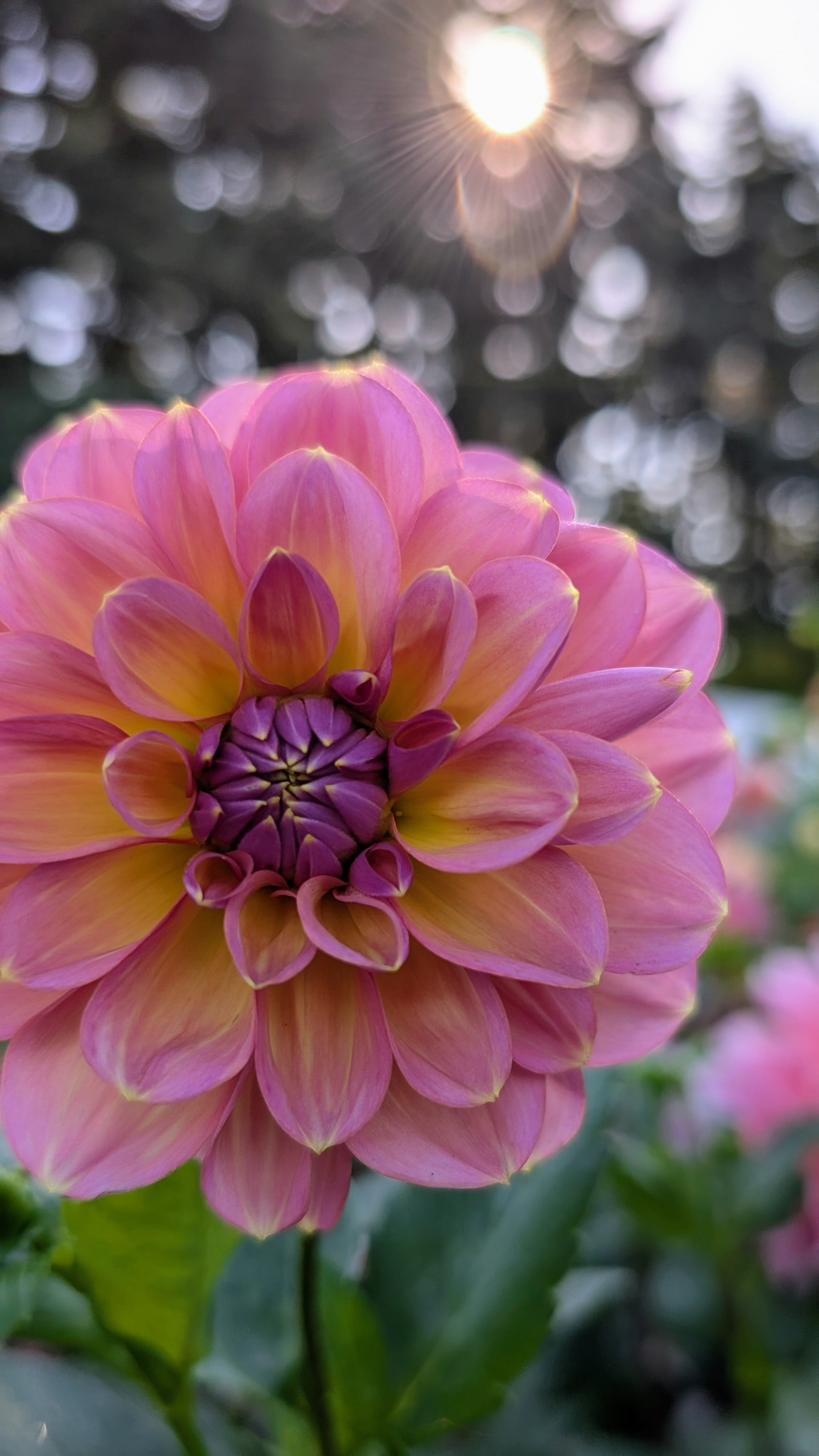 Sunny Rose