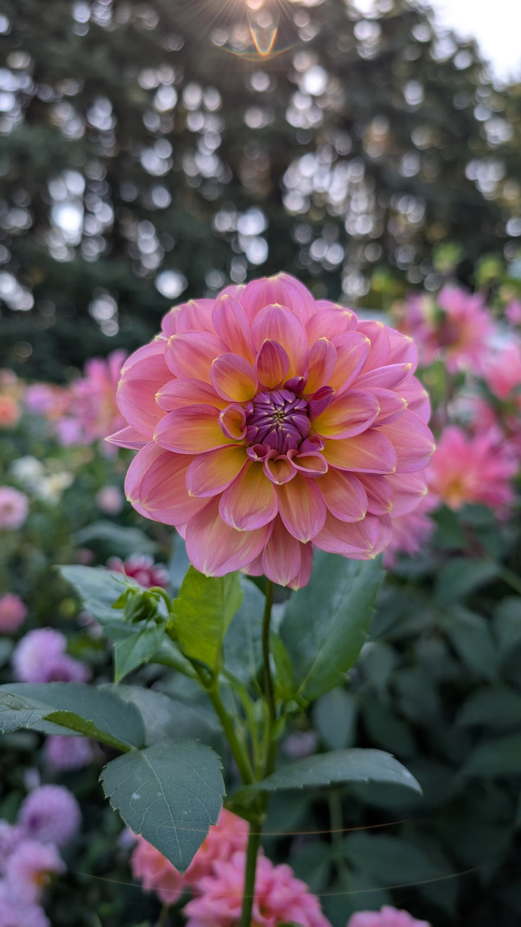 Sunny Rose