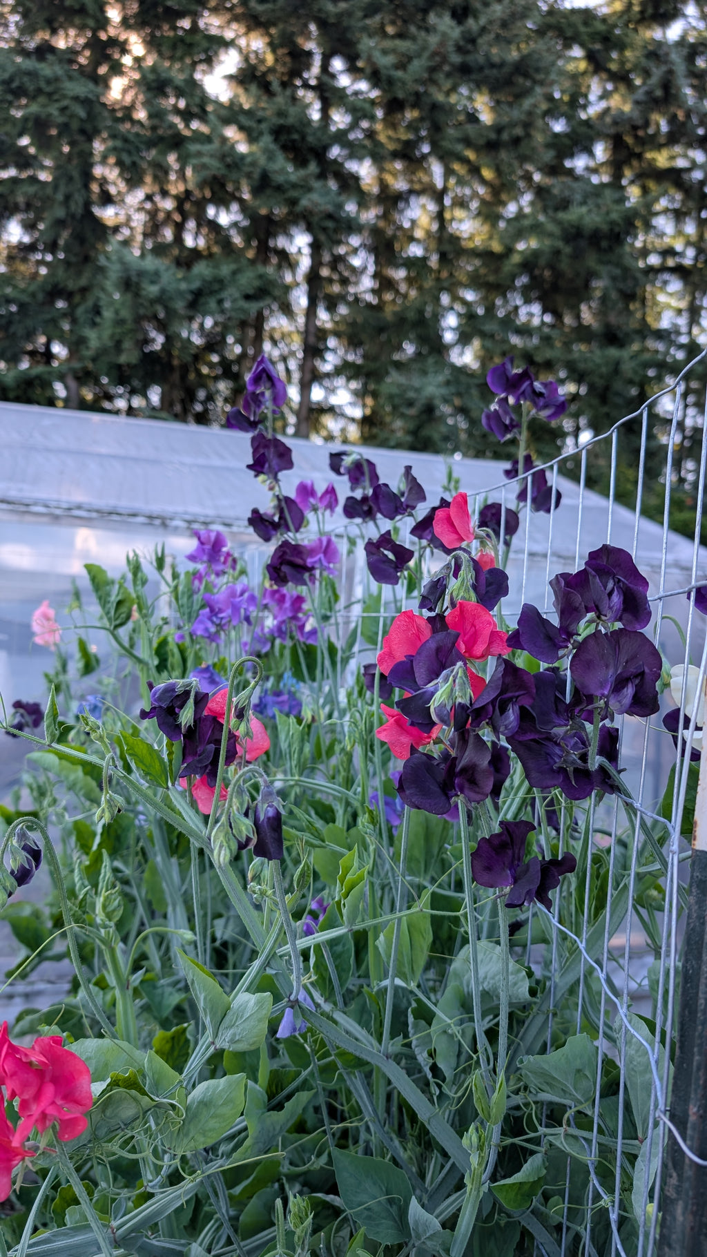Mixed Sweet Pea Seeds