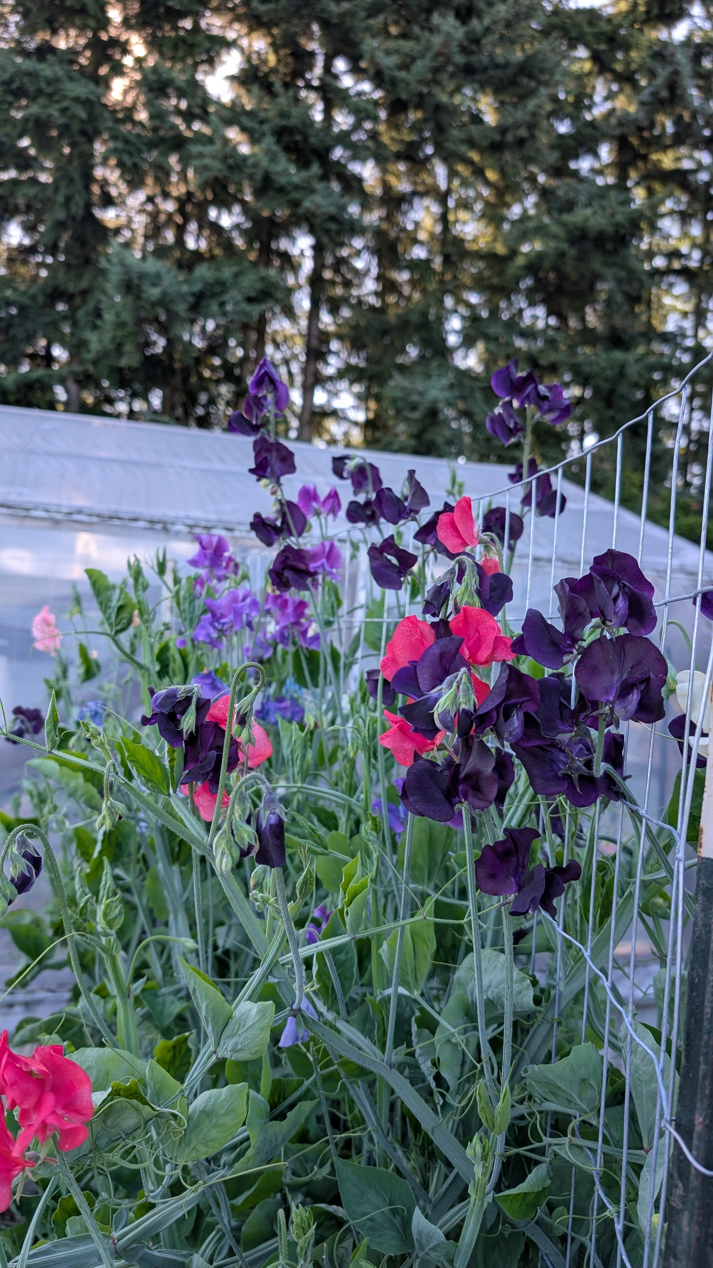 Mixed Sweet Pea Seeds