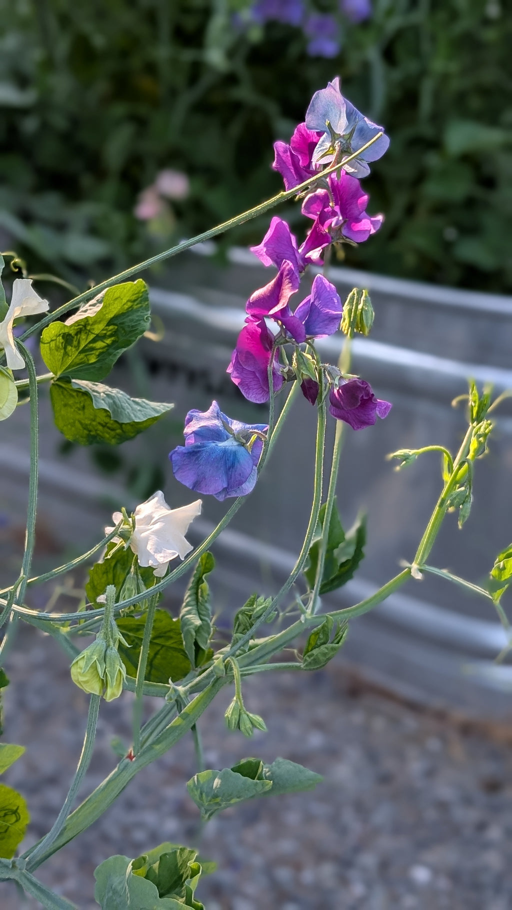 Mixed Sweet Pea Seeds