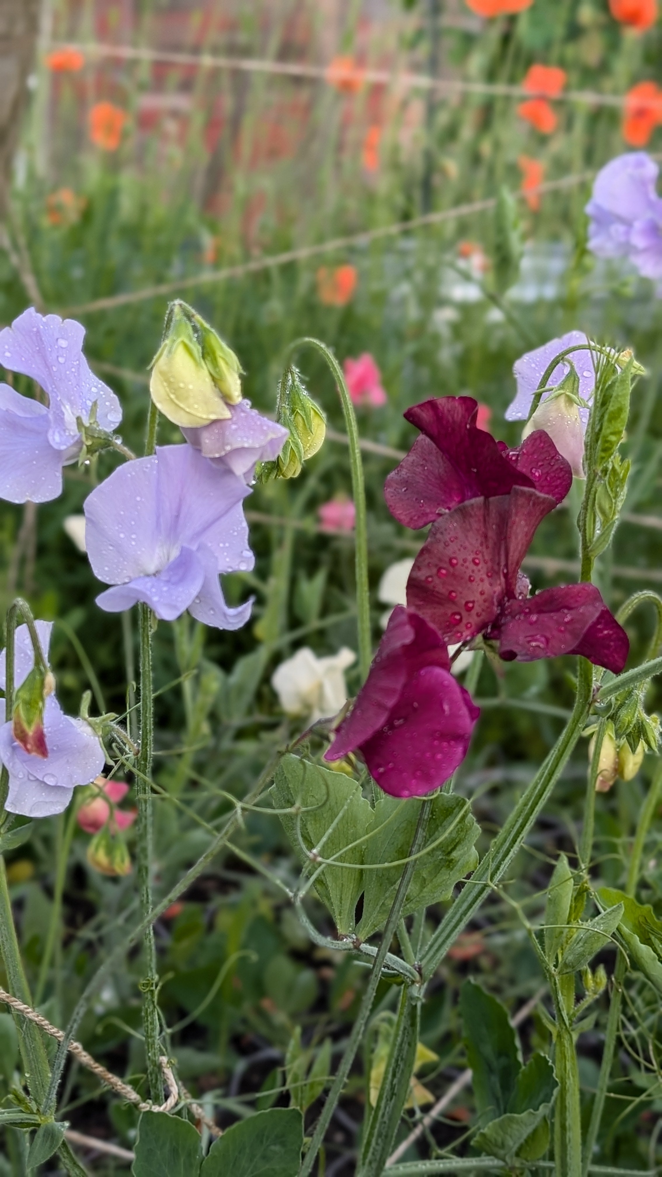 Mixed Sweet Pea Seeds