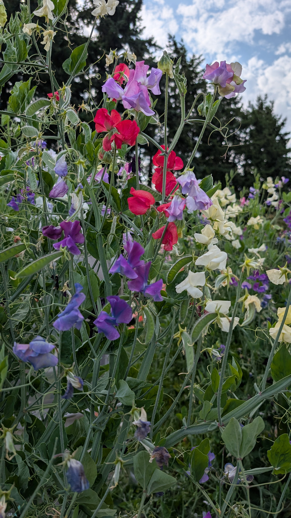 Mixed Sweet Pea Seeds