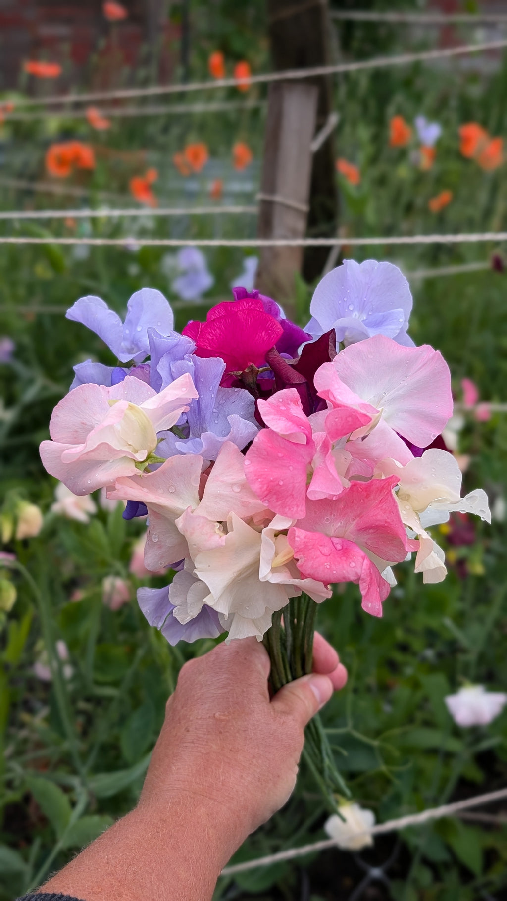 Mixed Sweet Pea Seeds
