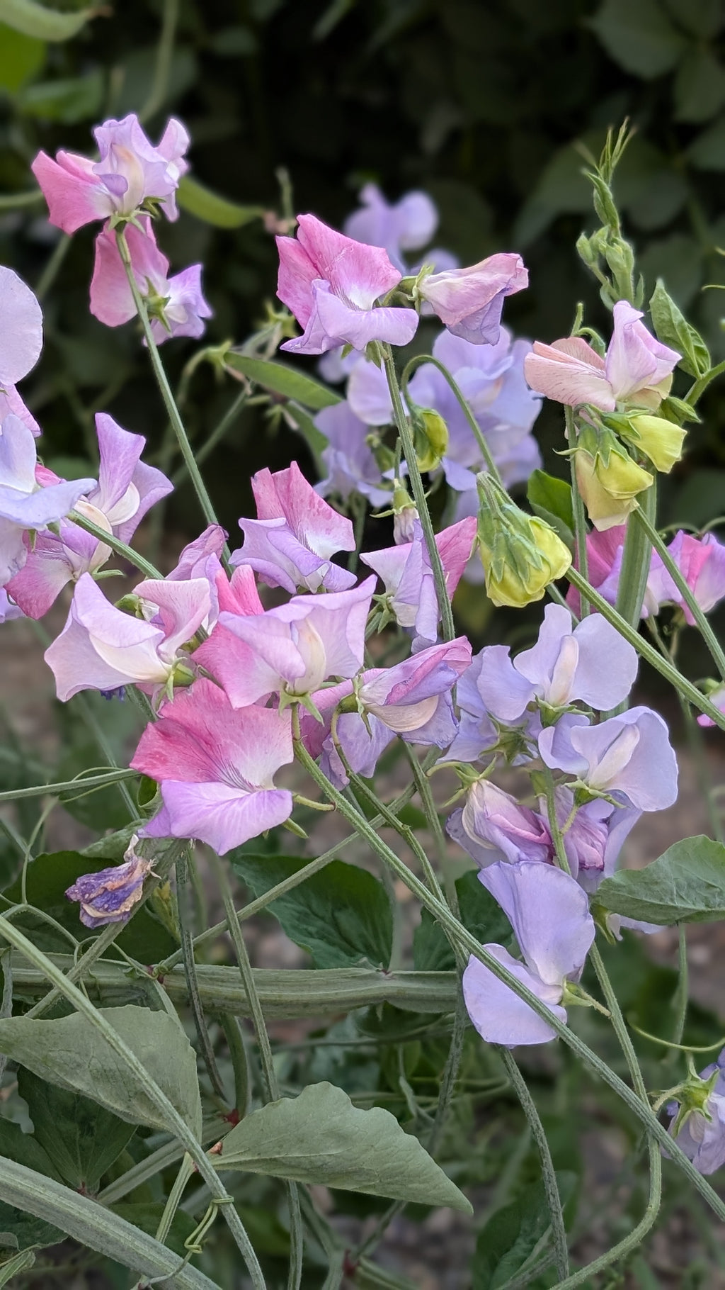 Mixed Sweet Pea Seeds