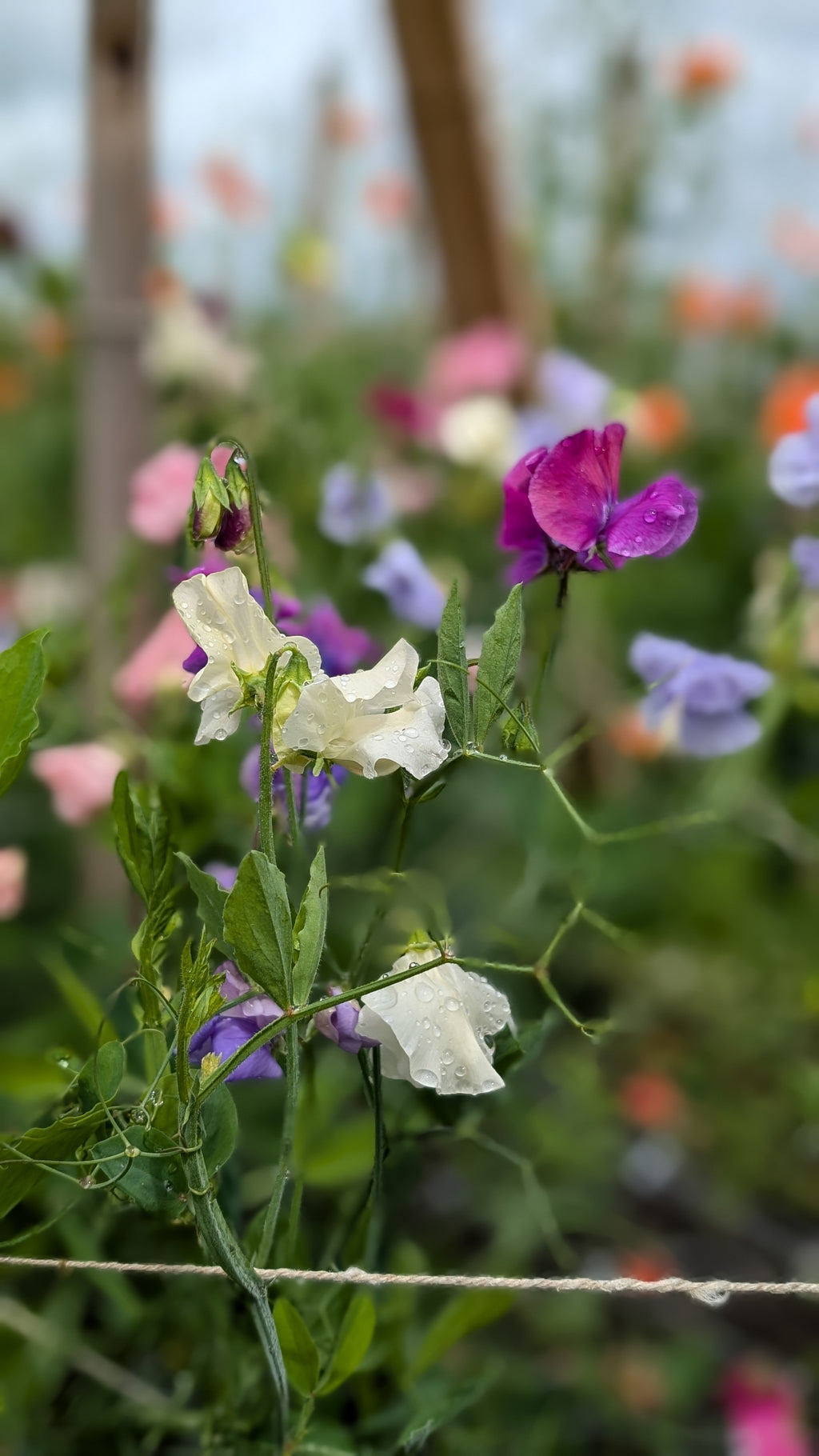 Mixed Sweet Pea Seeds