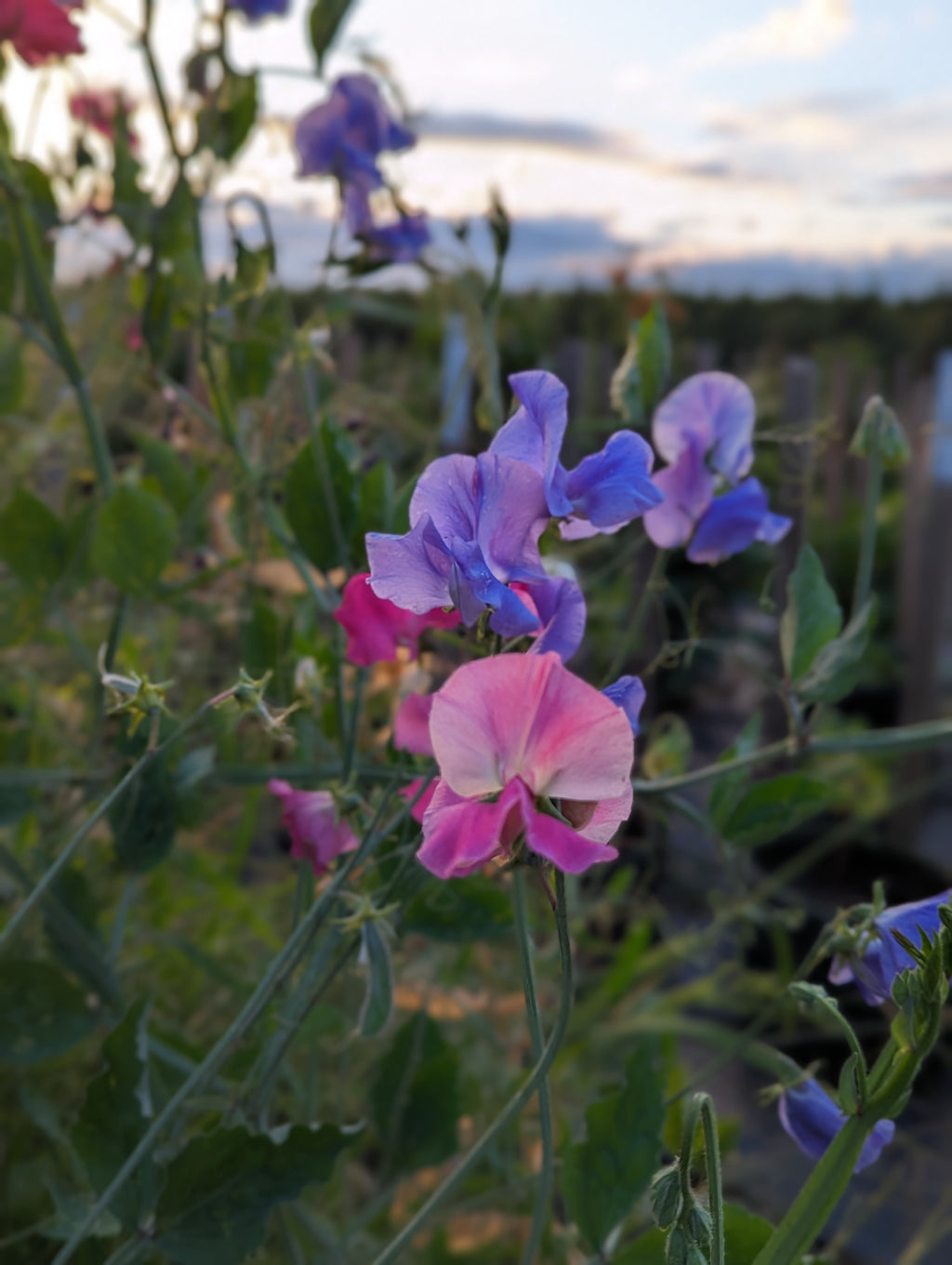 Mixed Sweet Pea Seeds