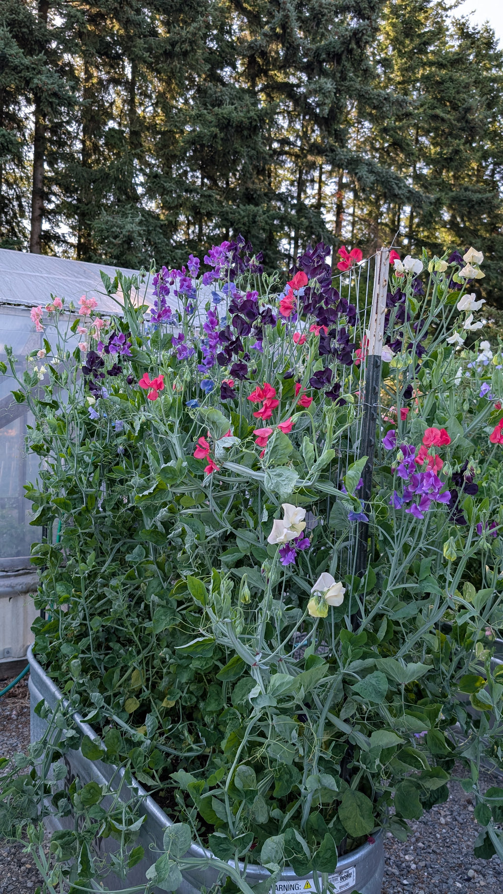 Mixed Sweet Pea Seeds