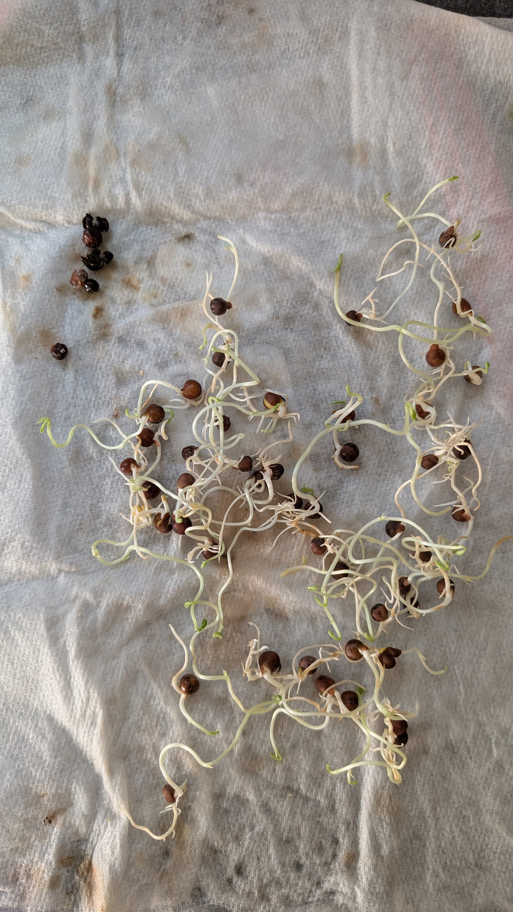 Mixed Sweet Pea Seeds