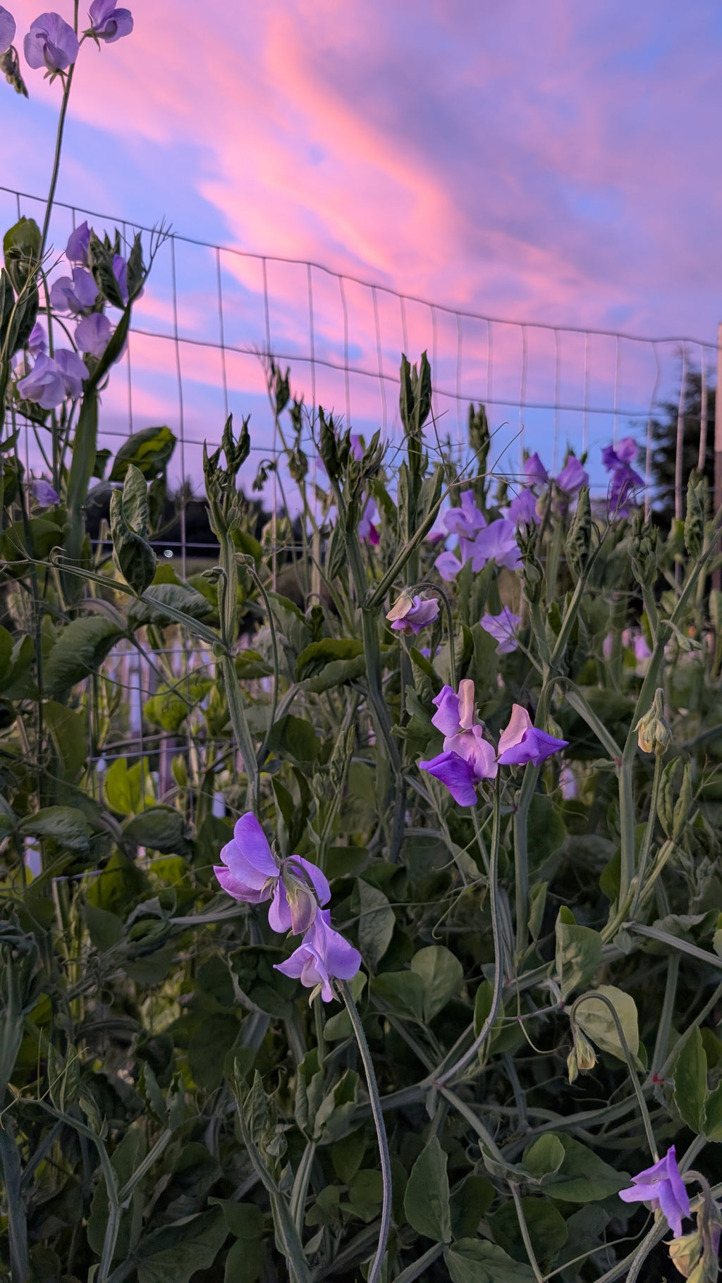 Mixed Sweet Pea Seeds