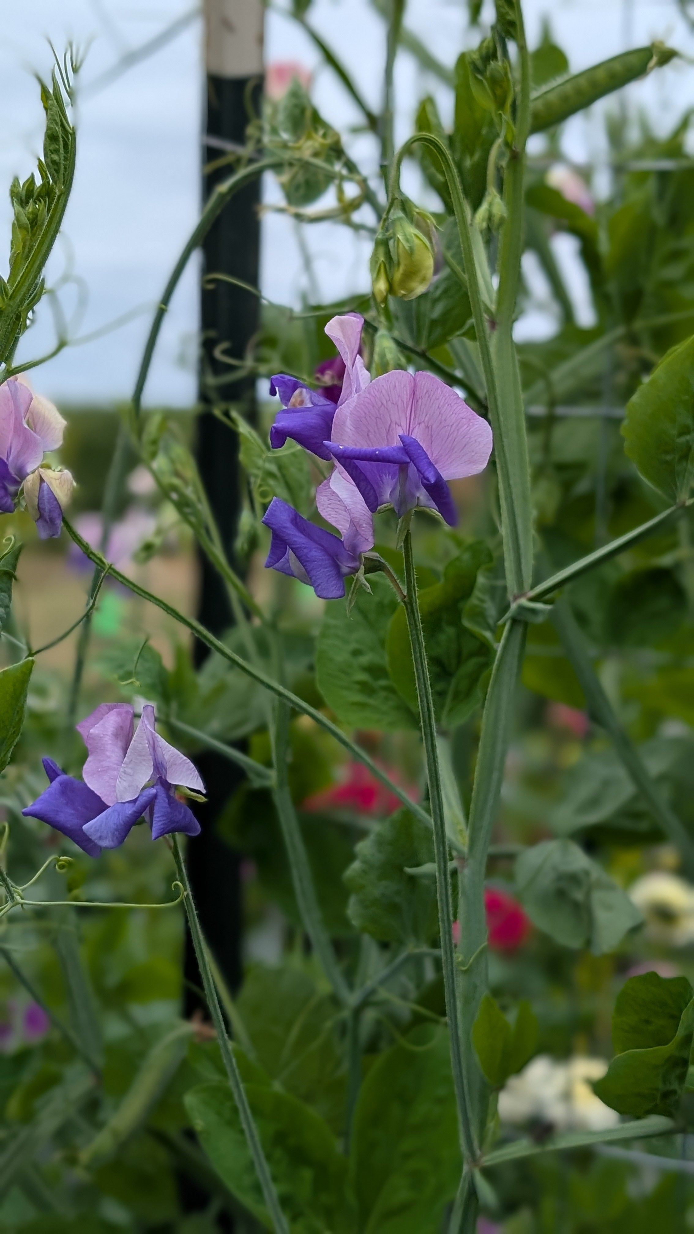 Mixed Sweet Pea Seeds