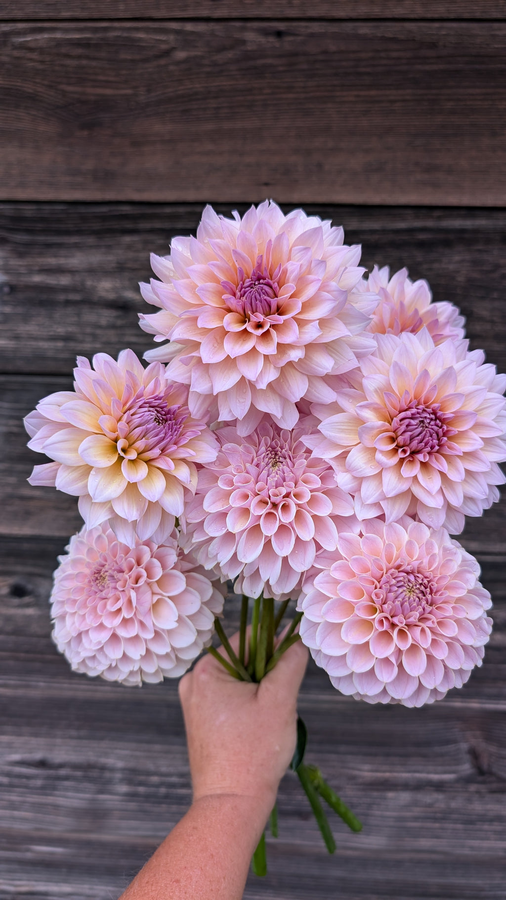 DL's The Special and Cinder Rose Dahlia Seeds