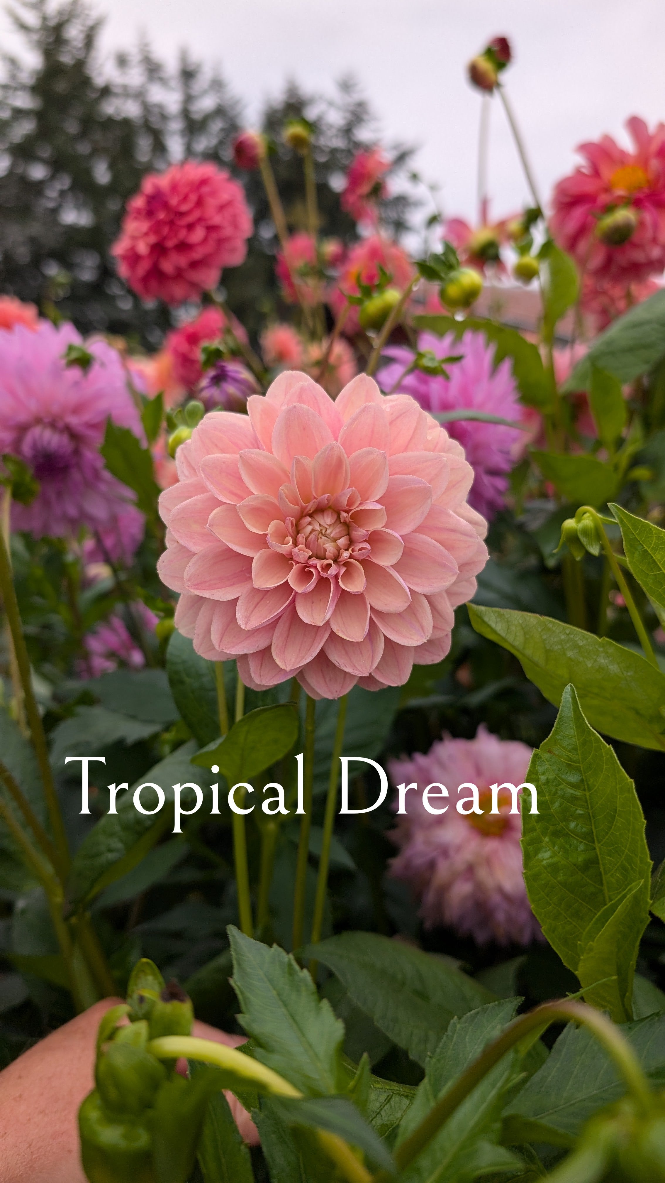 Tropical Dream