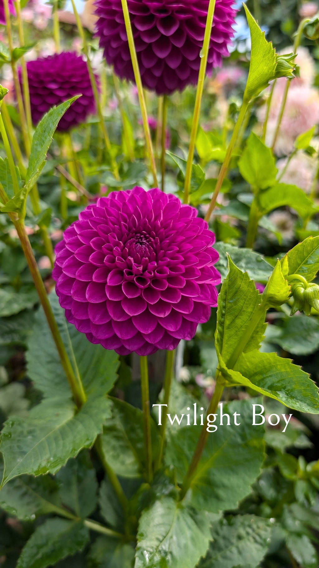 Twilight Boy