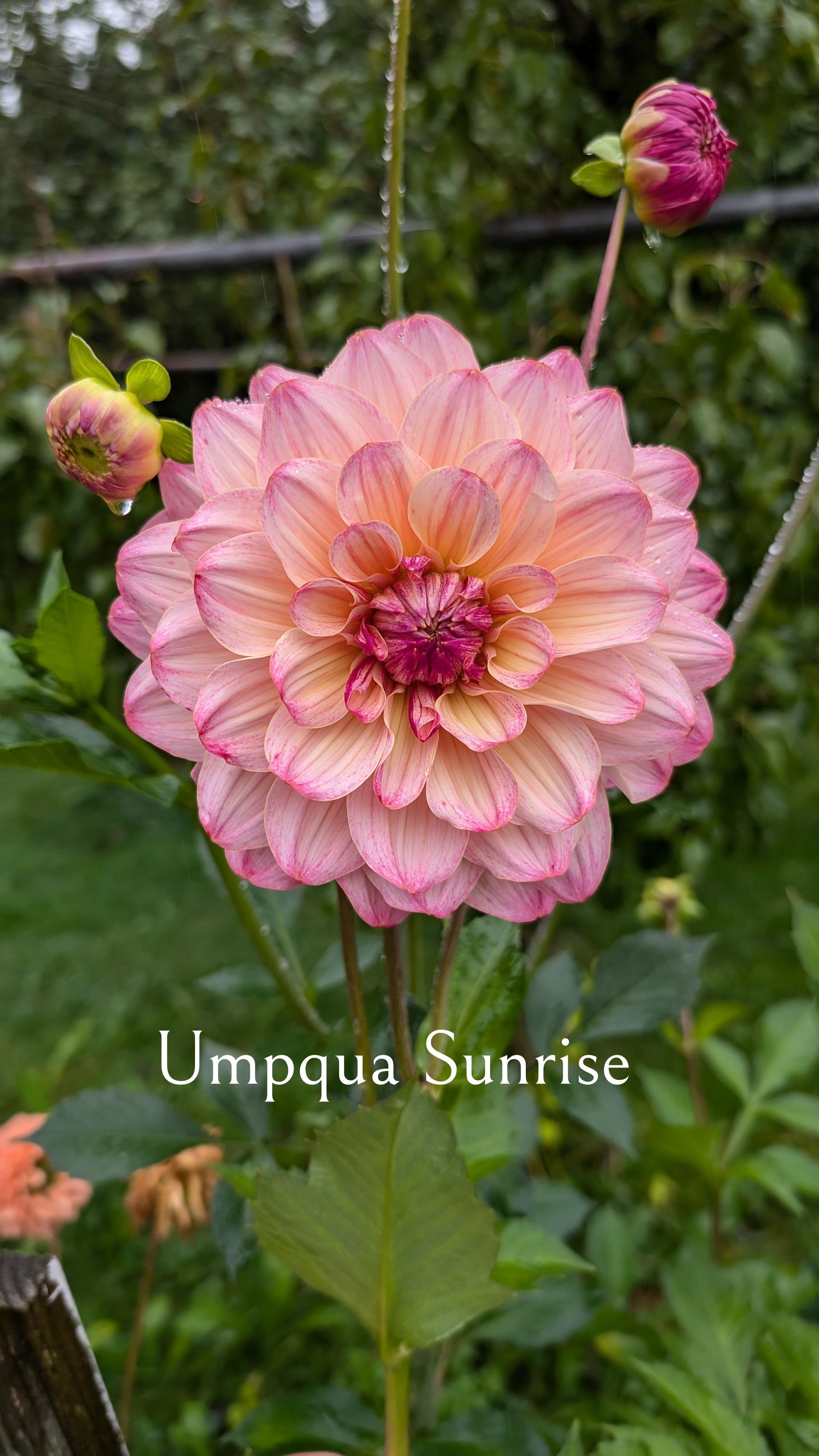 Umpqua Sunrise
