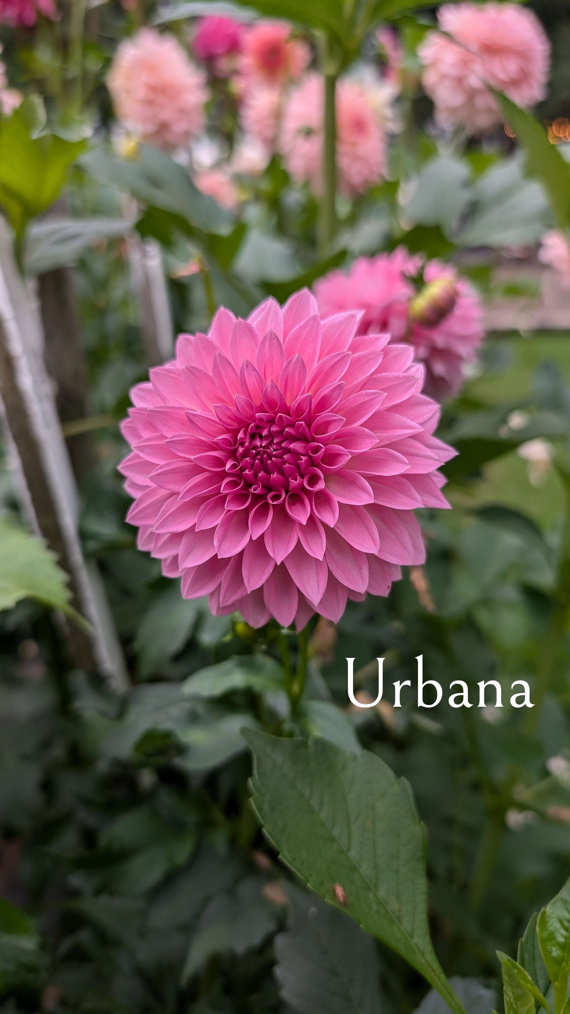 Urbana