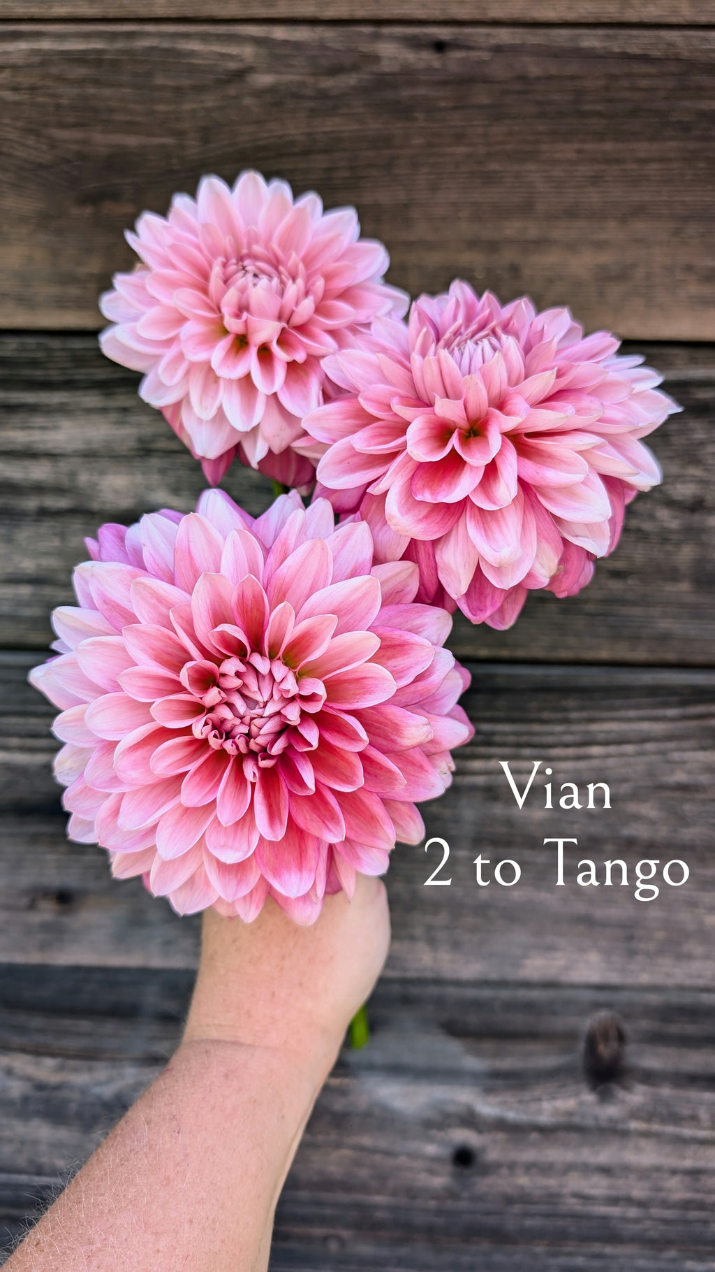 Vian 2 to Tango