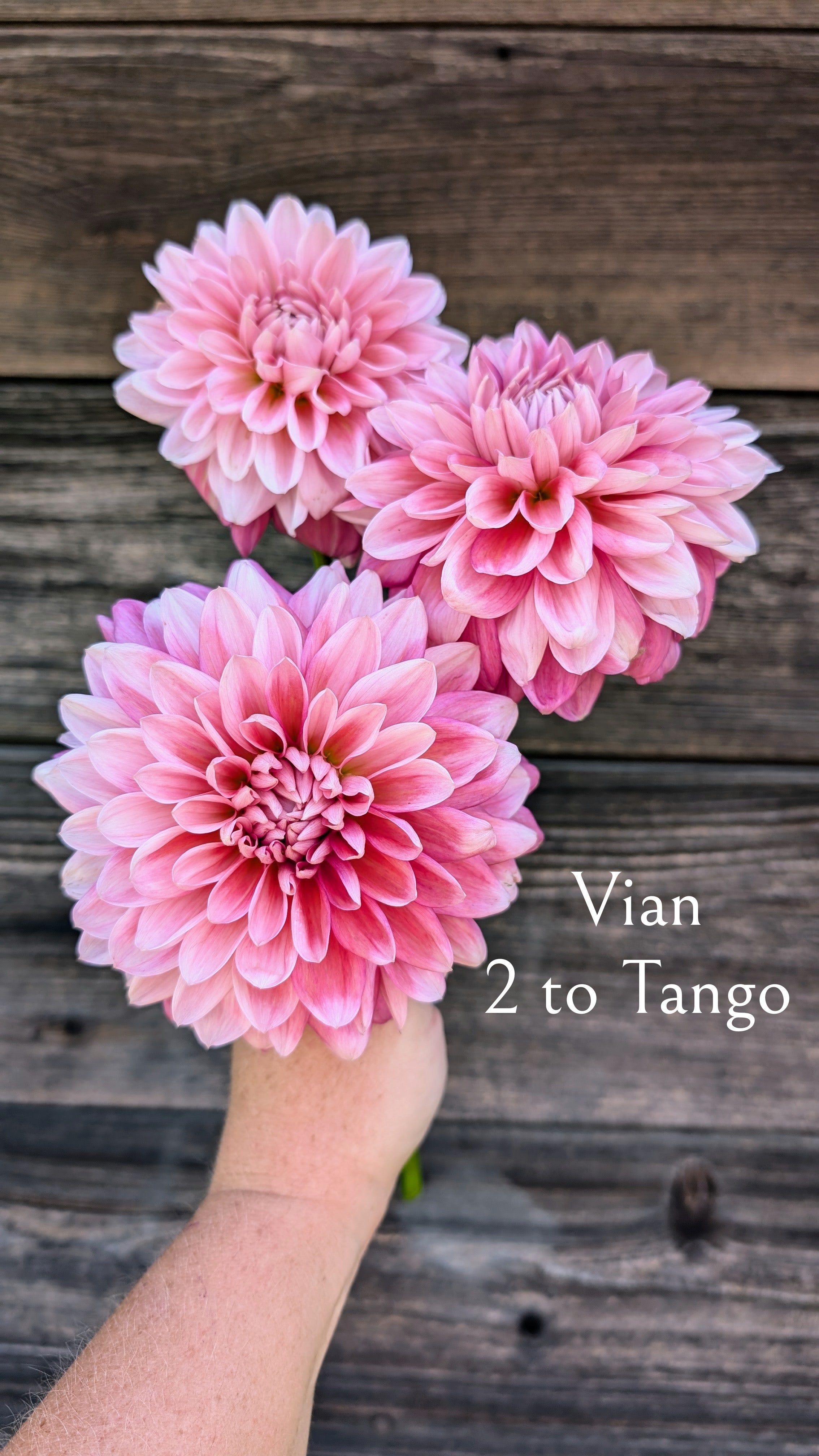 Vian 2 to Tango