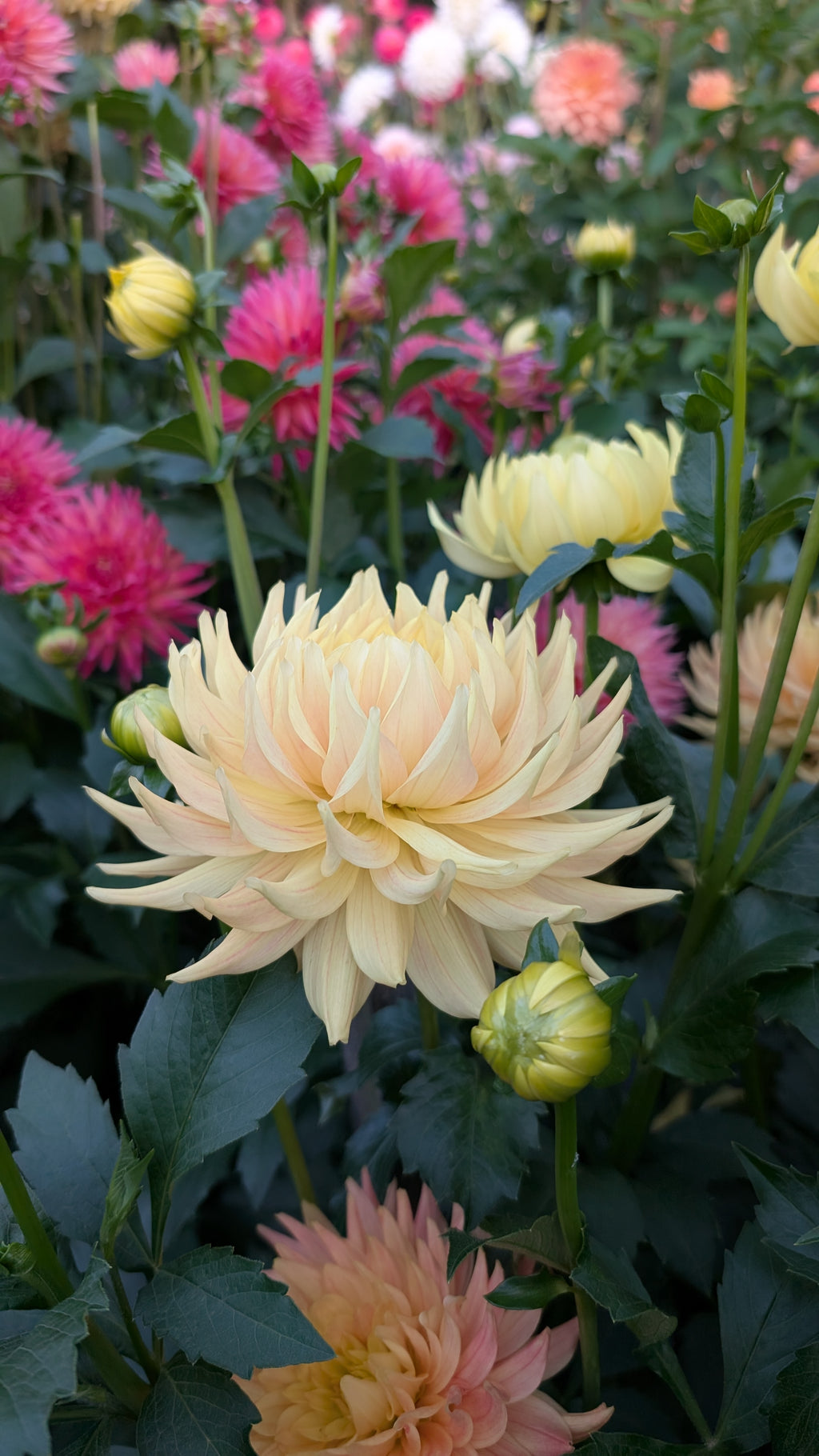 Vian Aurora