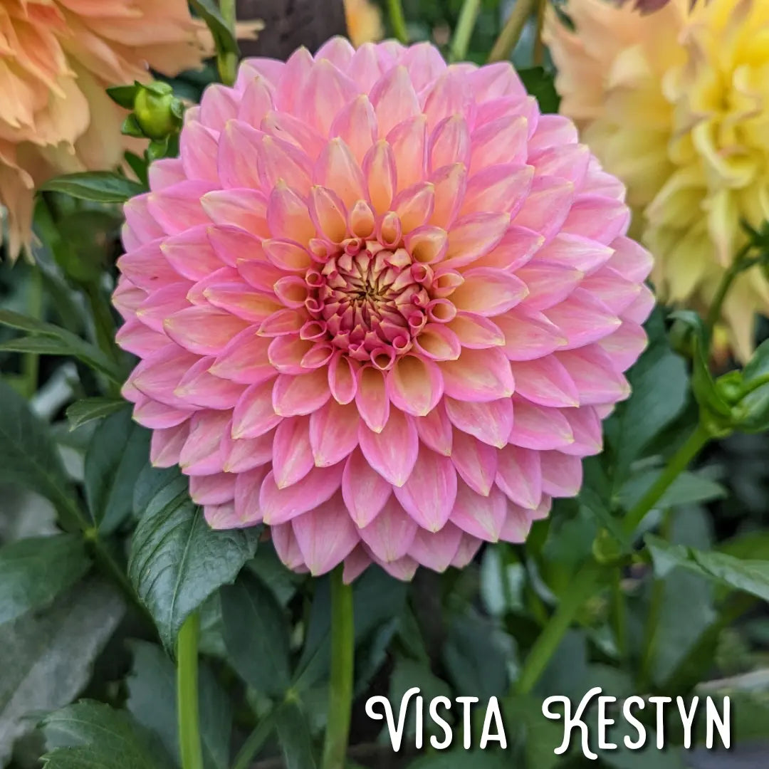 Vista Kestyn