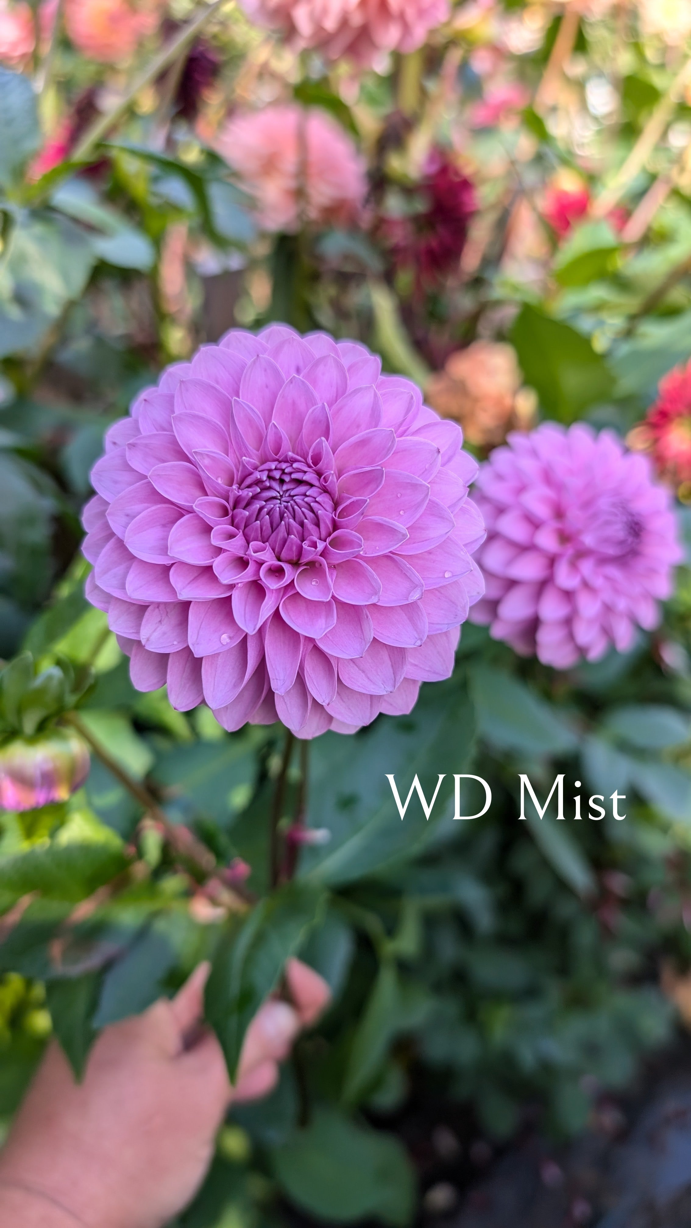 Warwick Dahlias (WD) Mist