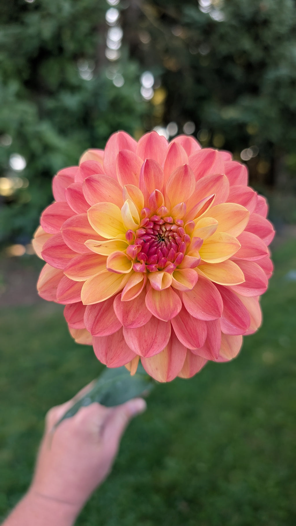 Warwick Dahlias (WD) Kevin