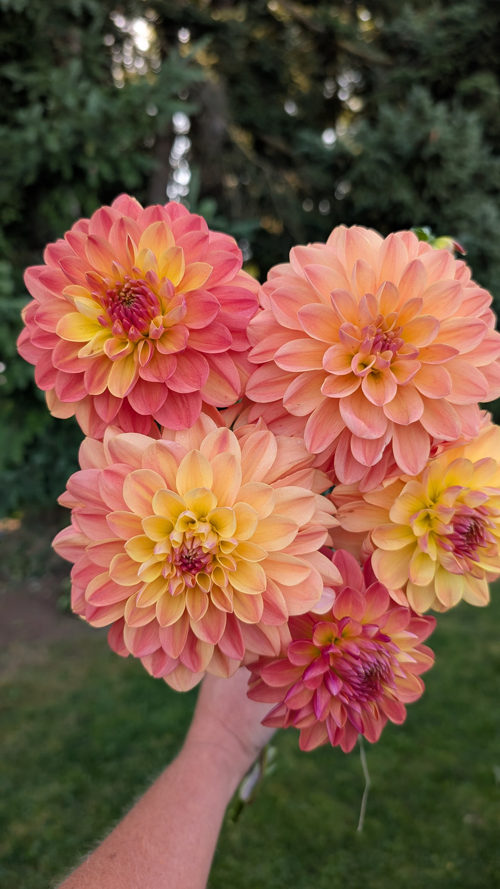 Warwick Dahlias (WD) Kevin