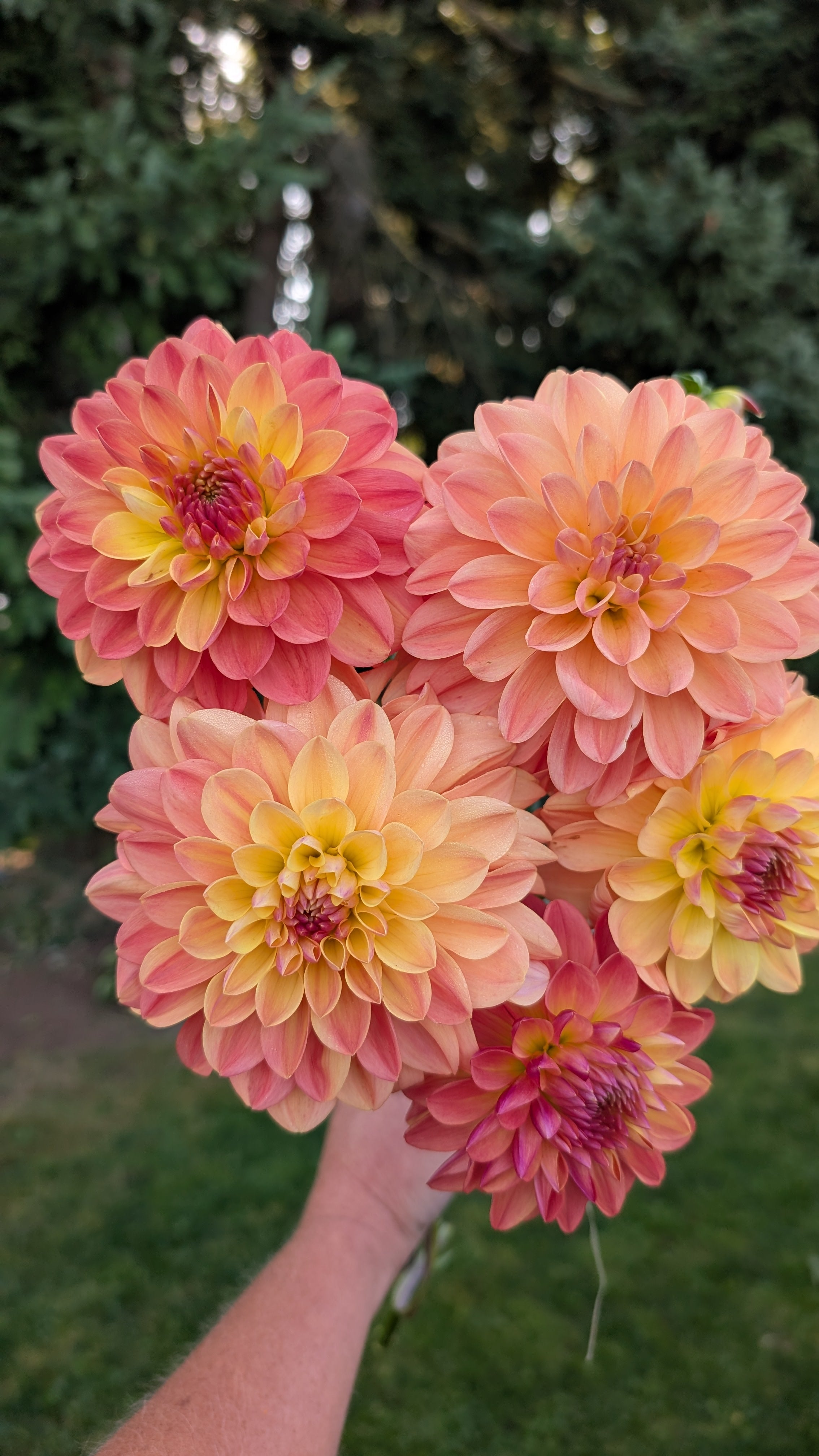 Warwick Dahlias (WD) Kevin