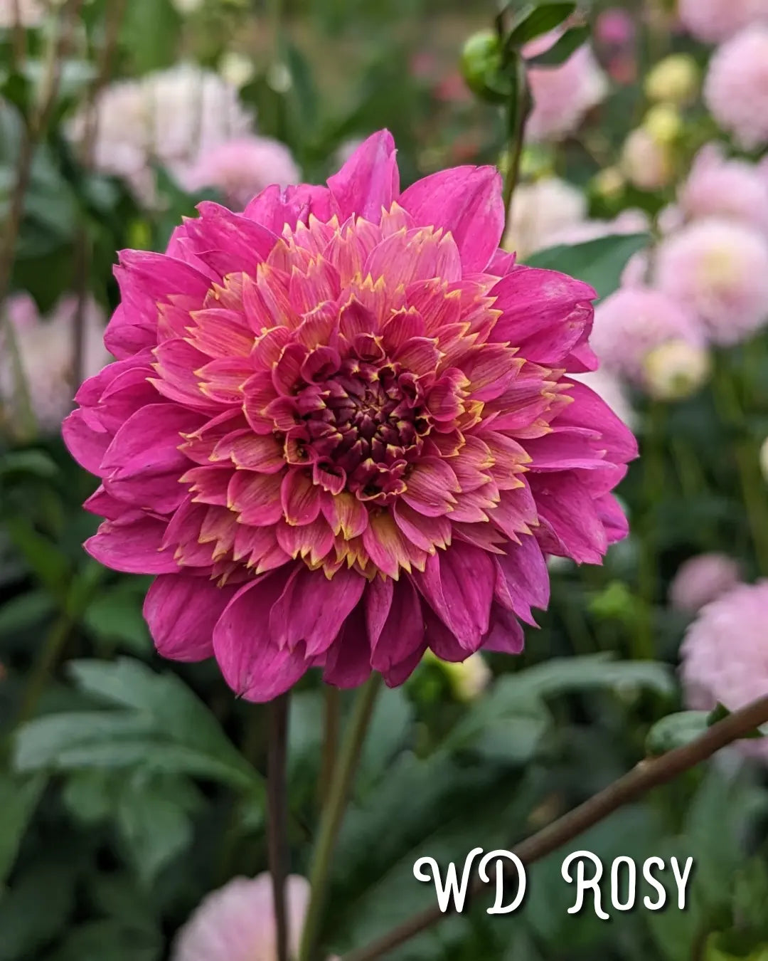 Warwick Dahlias (WD) Rosy
