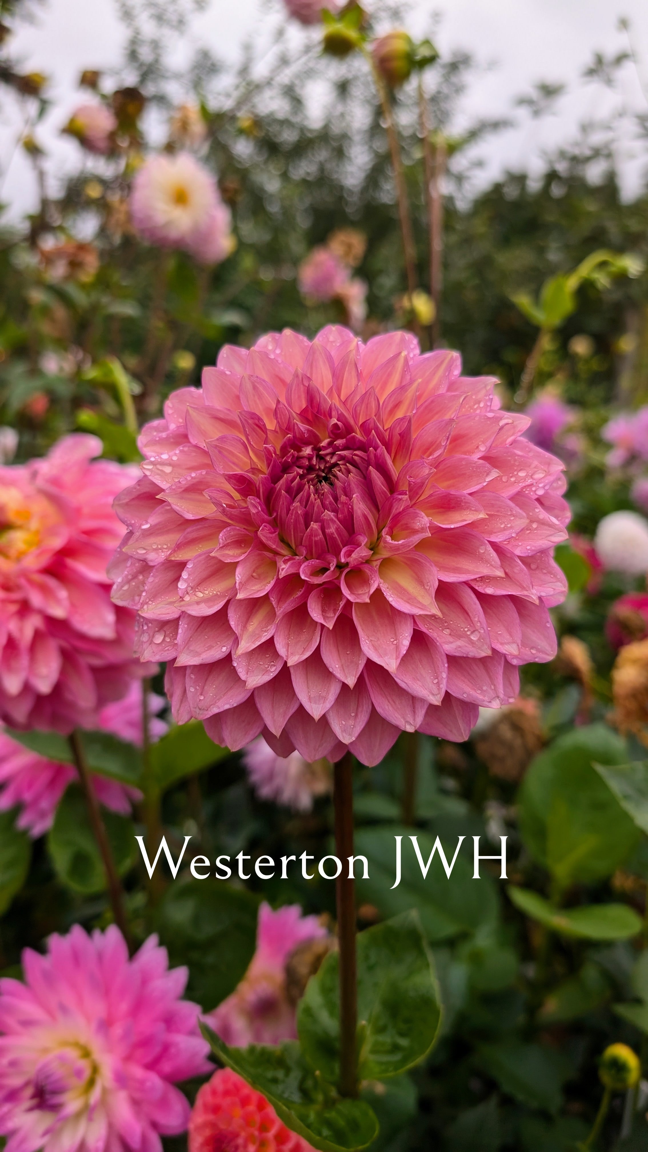 Westerton JWH
