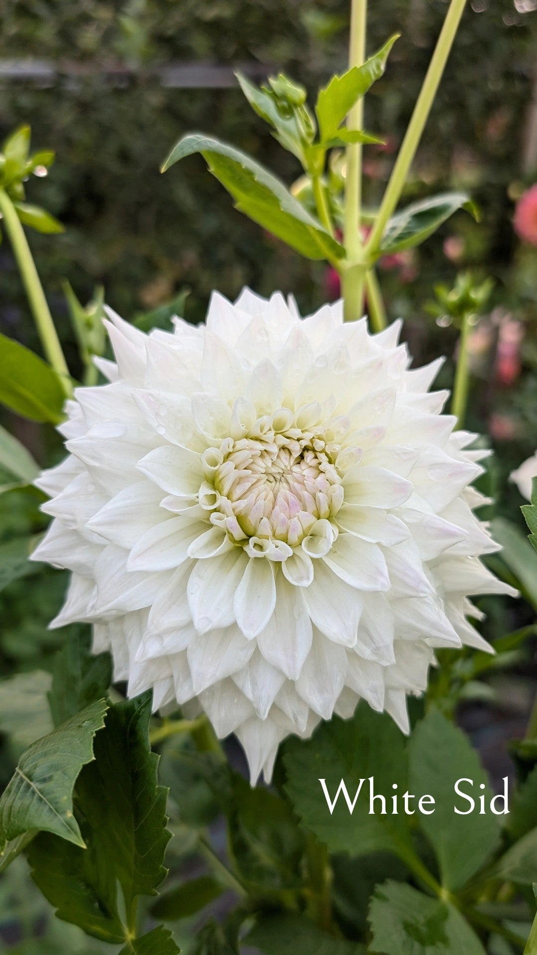 White Sid