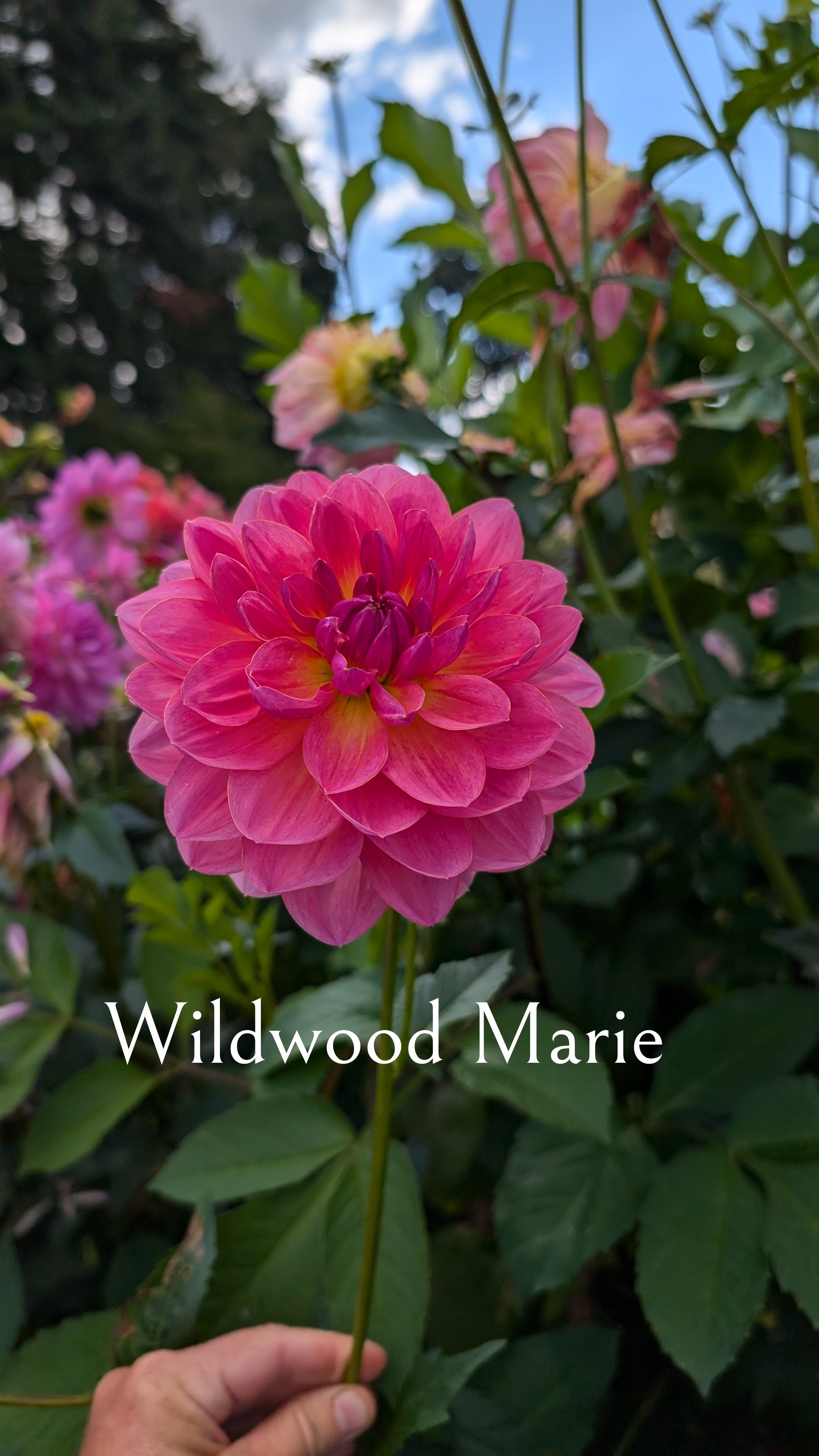 Wildwood Marie