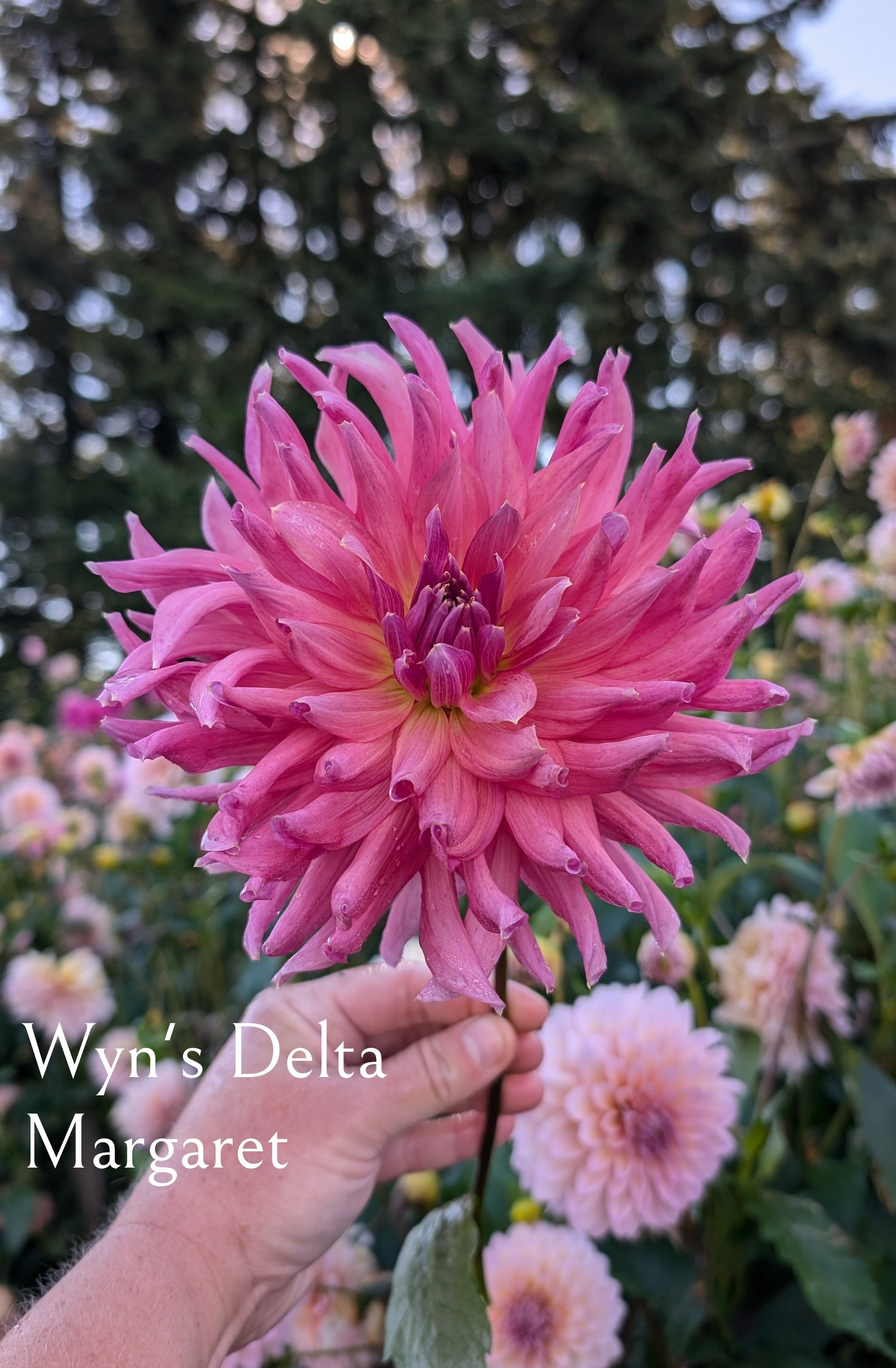 Wyn's Delta Margaret