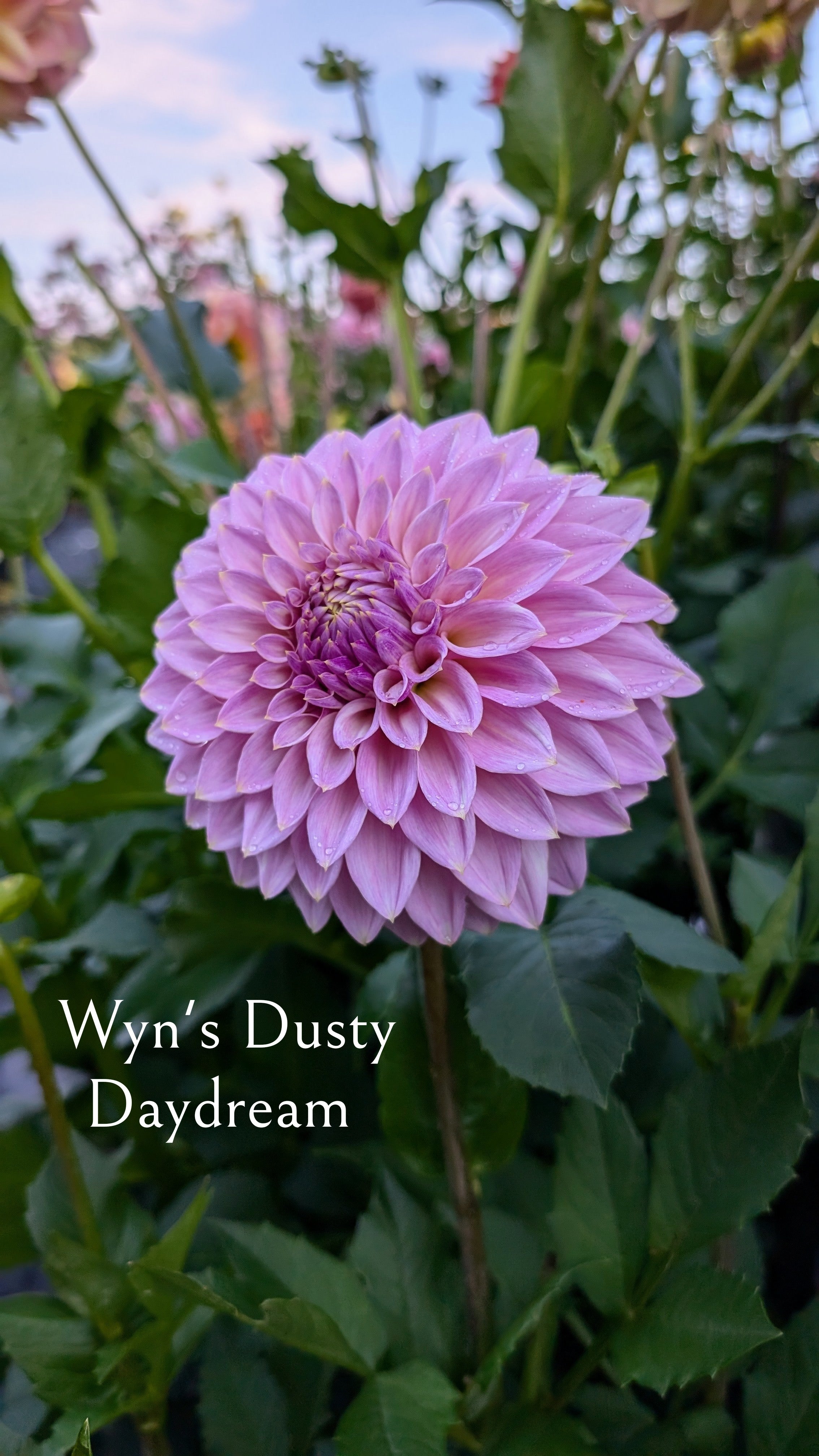 Wyn's Dusty Daydream