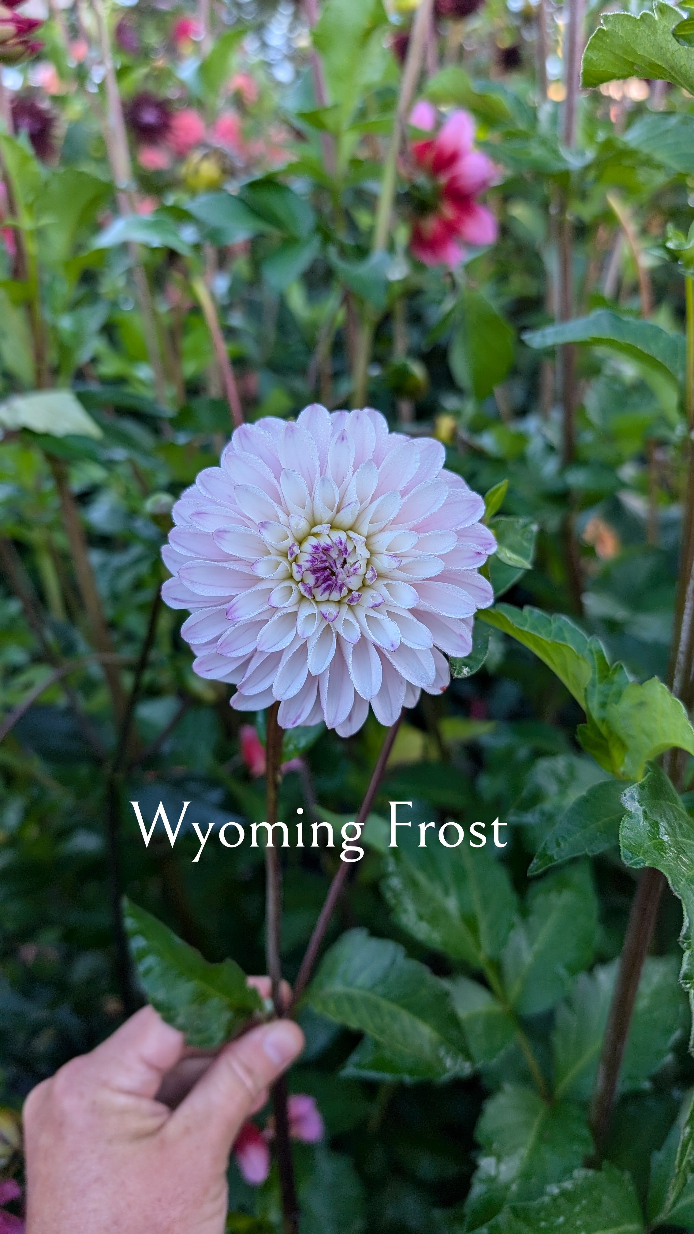 Wyoming Frost